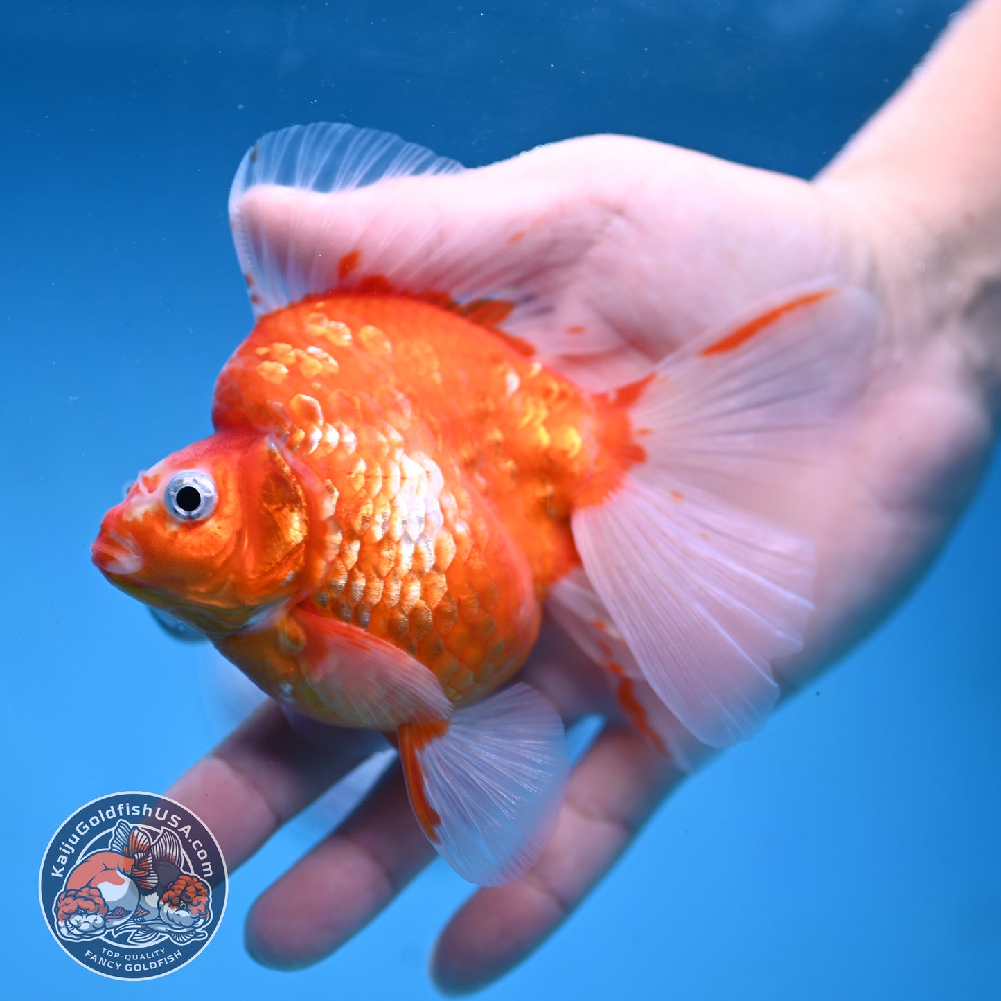 Sakura Broadtail Ryukin 3.5 inch Body (251031_RY01)