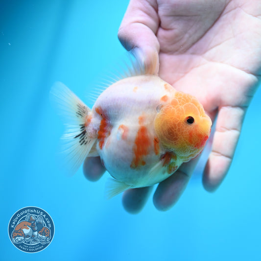 Sakura Oranda 3 inch Body (260605_OR14)