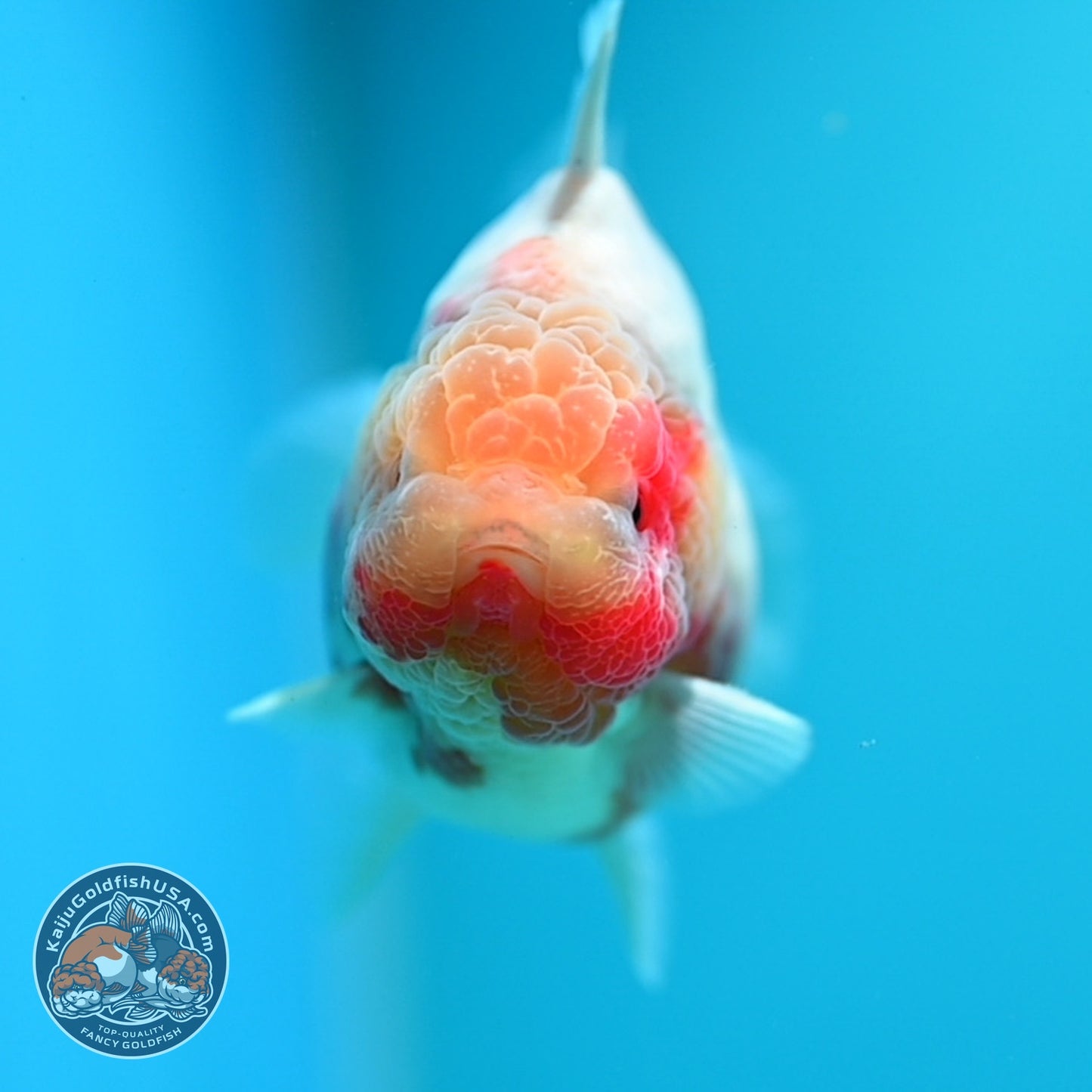 Sakura Oranda 3 inch Body (260605_OR14)
