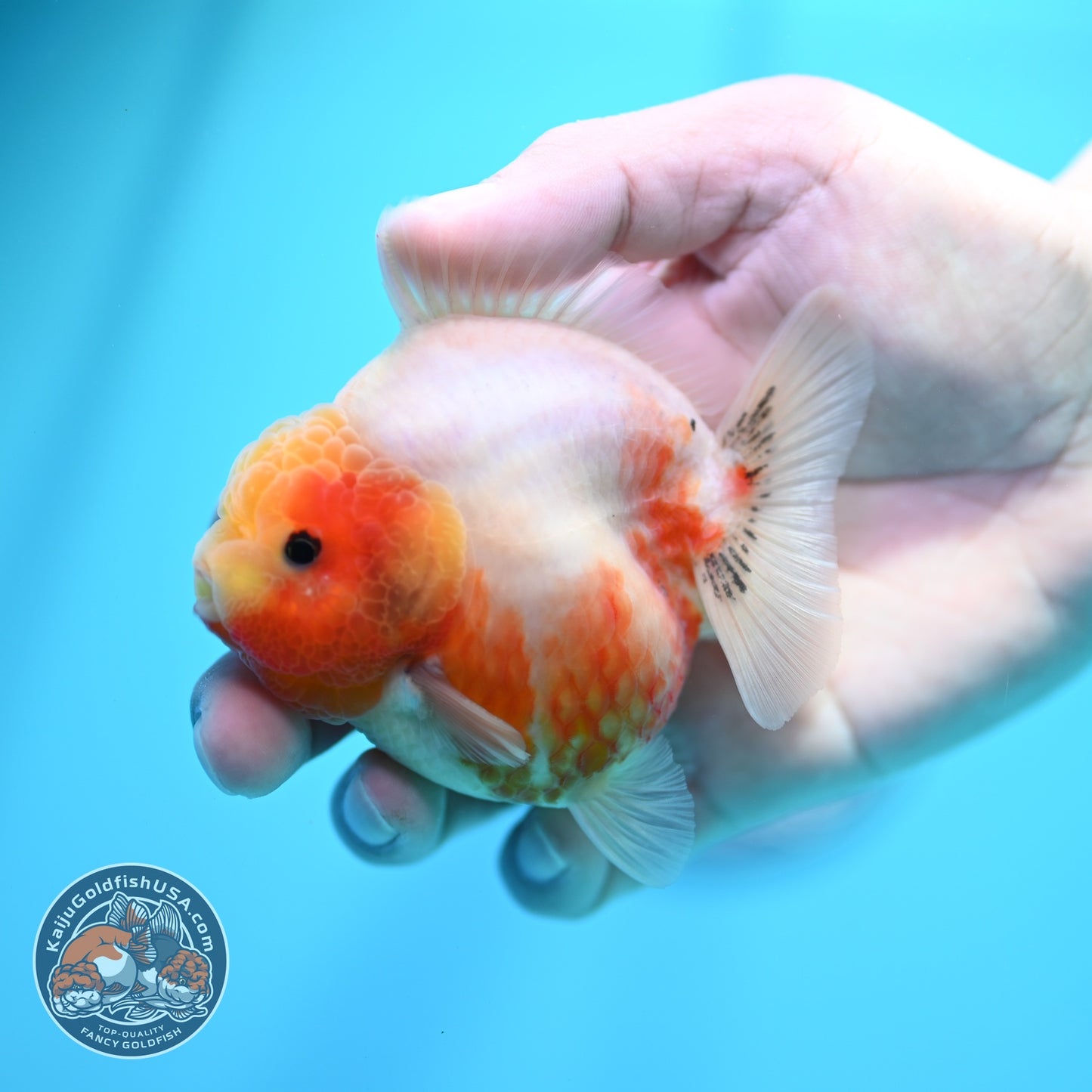 Sakura Oranda 3 inch Body (260605_OR14)