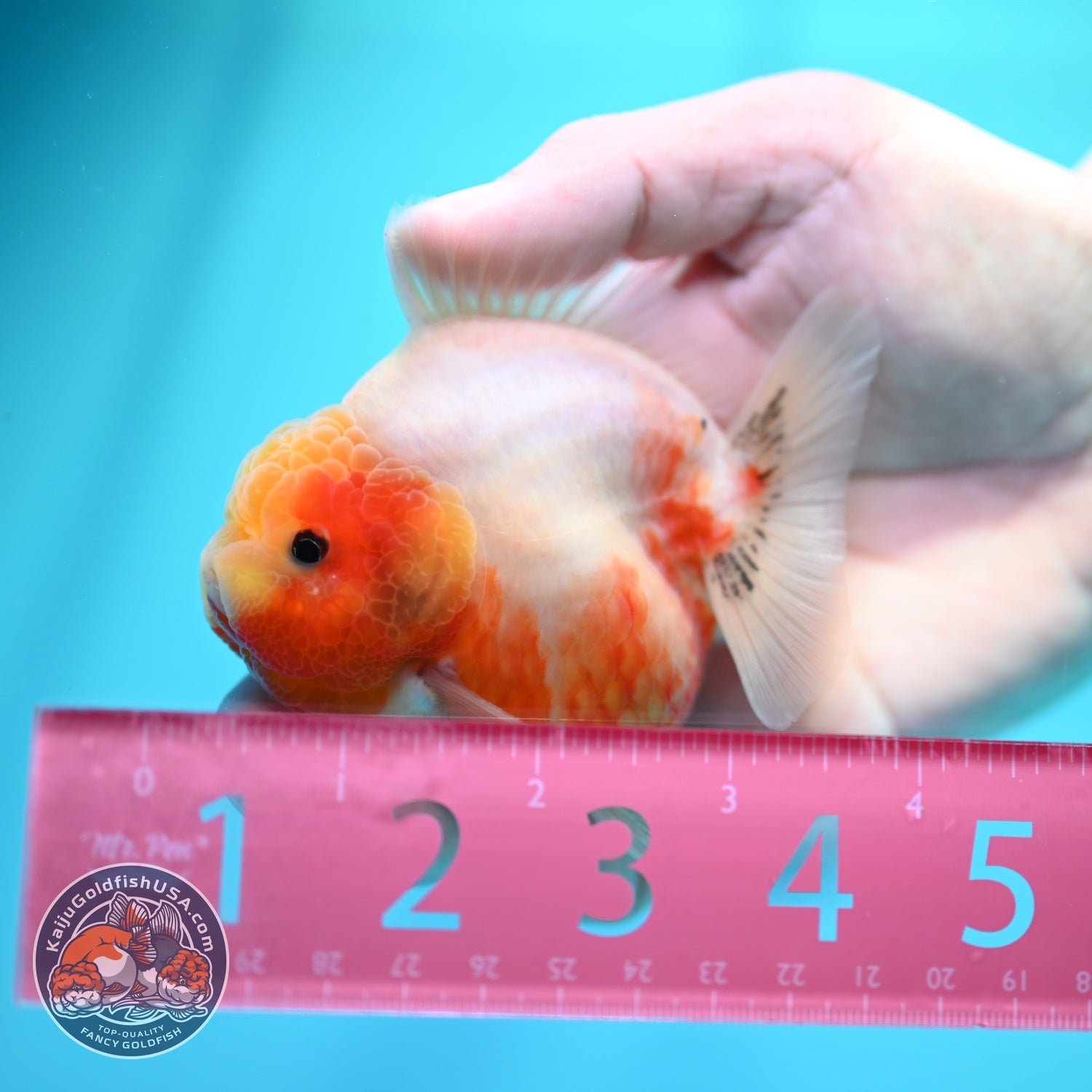 Sakura Oranda 3 inch Body (260605_OR14)