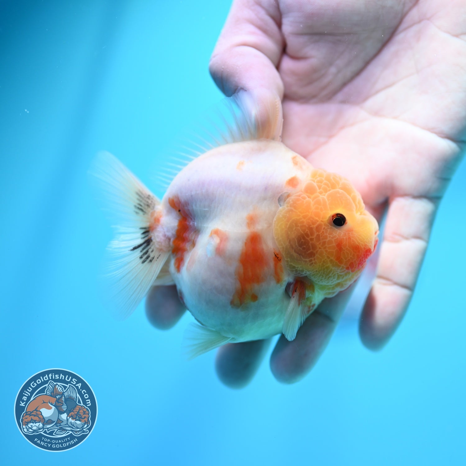 Sakura Oranda 3 inch Body (260605_OR14)