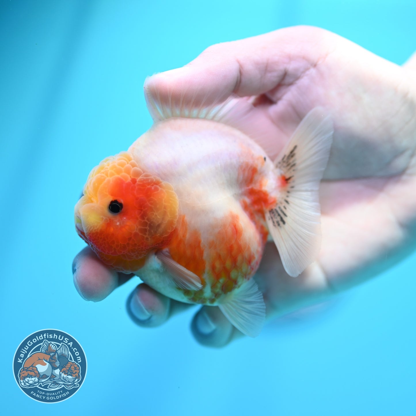 Sakura Oranda 3 inch Body (260605_OR14)