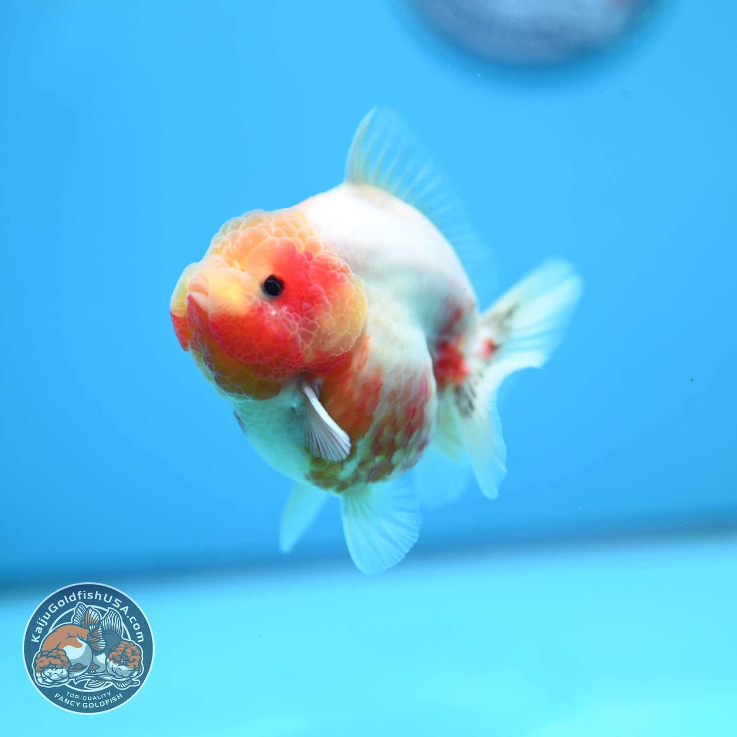 Sakura Oranda 3 inch Body (260605_OR14)