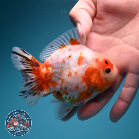 Sakura Oranda 3.2 inch Body (260731_OR04)