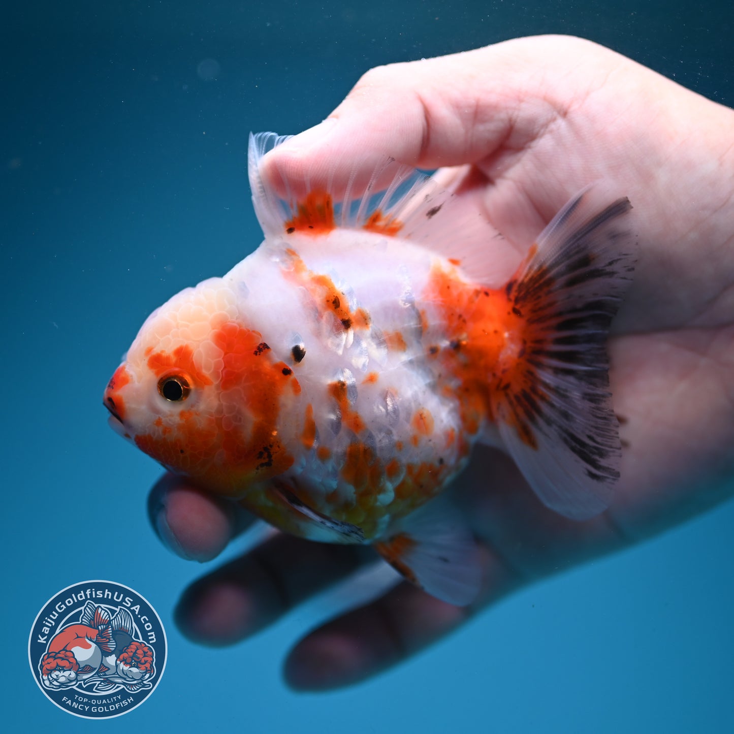 Sakura Oranda 3.2 inch Body (260731_OR04)