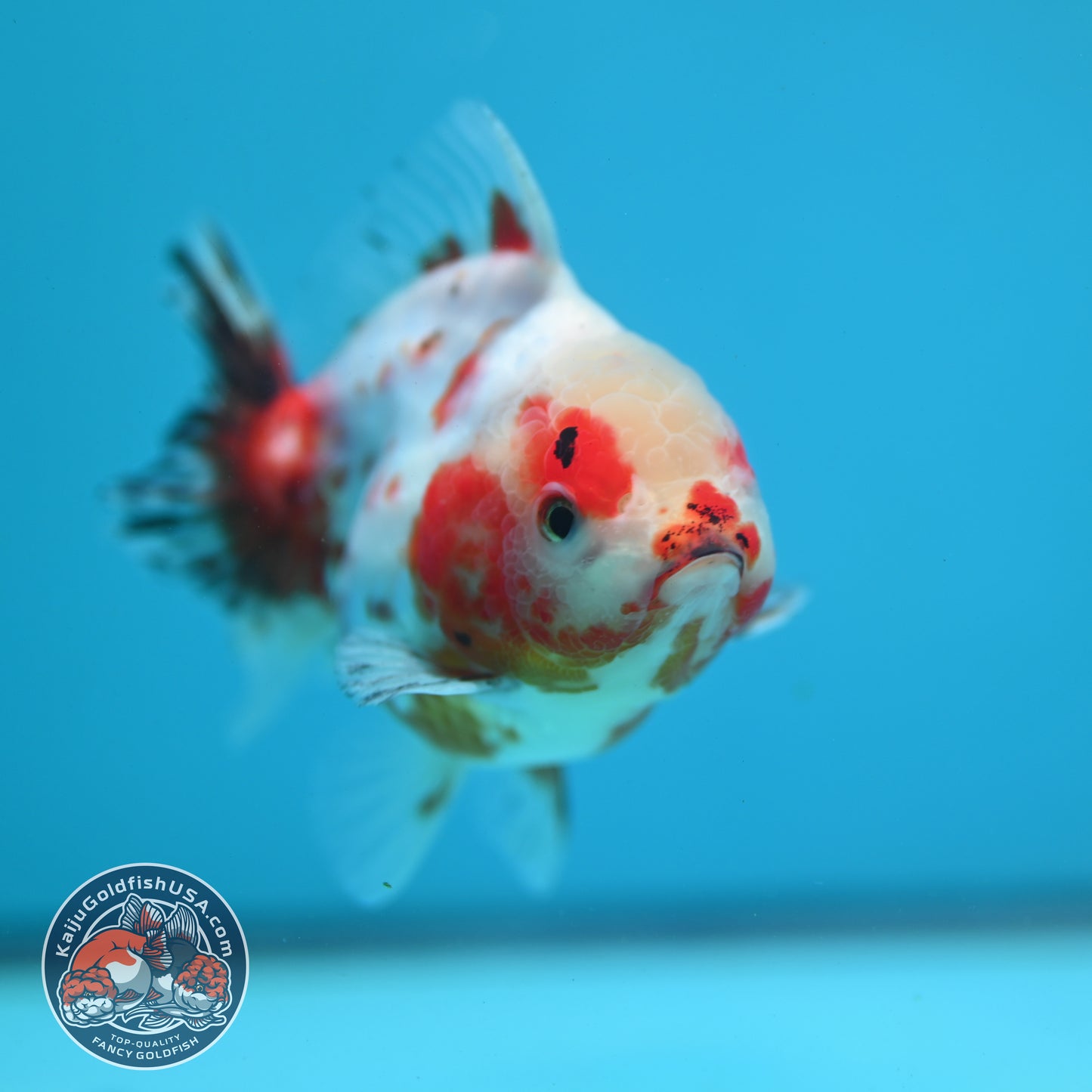 Sakura Oranda 3.2 inch Body (260731_OR04)