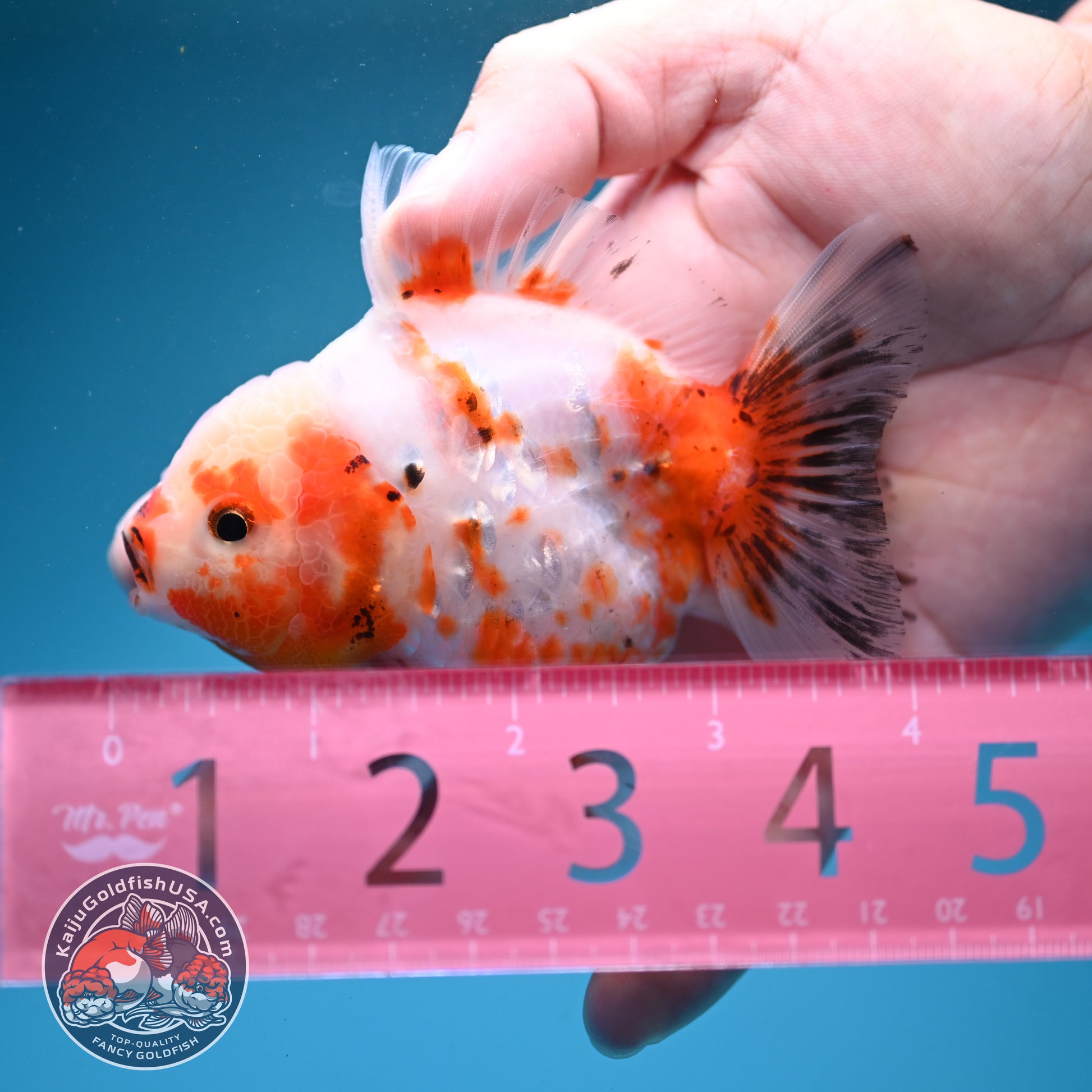 Sakura Oranda 3.2 inch Body (260731_OR04)