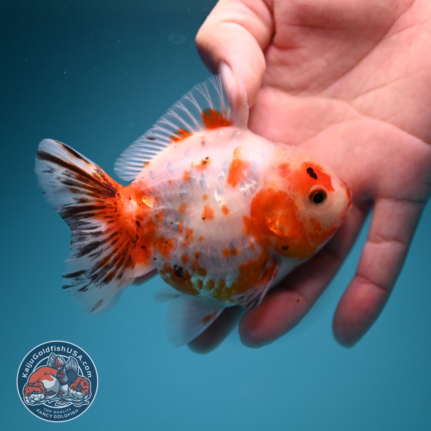 Sakura Oranda 3.2 inch Body (260731_OR04)