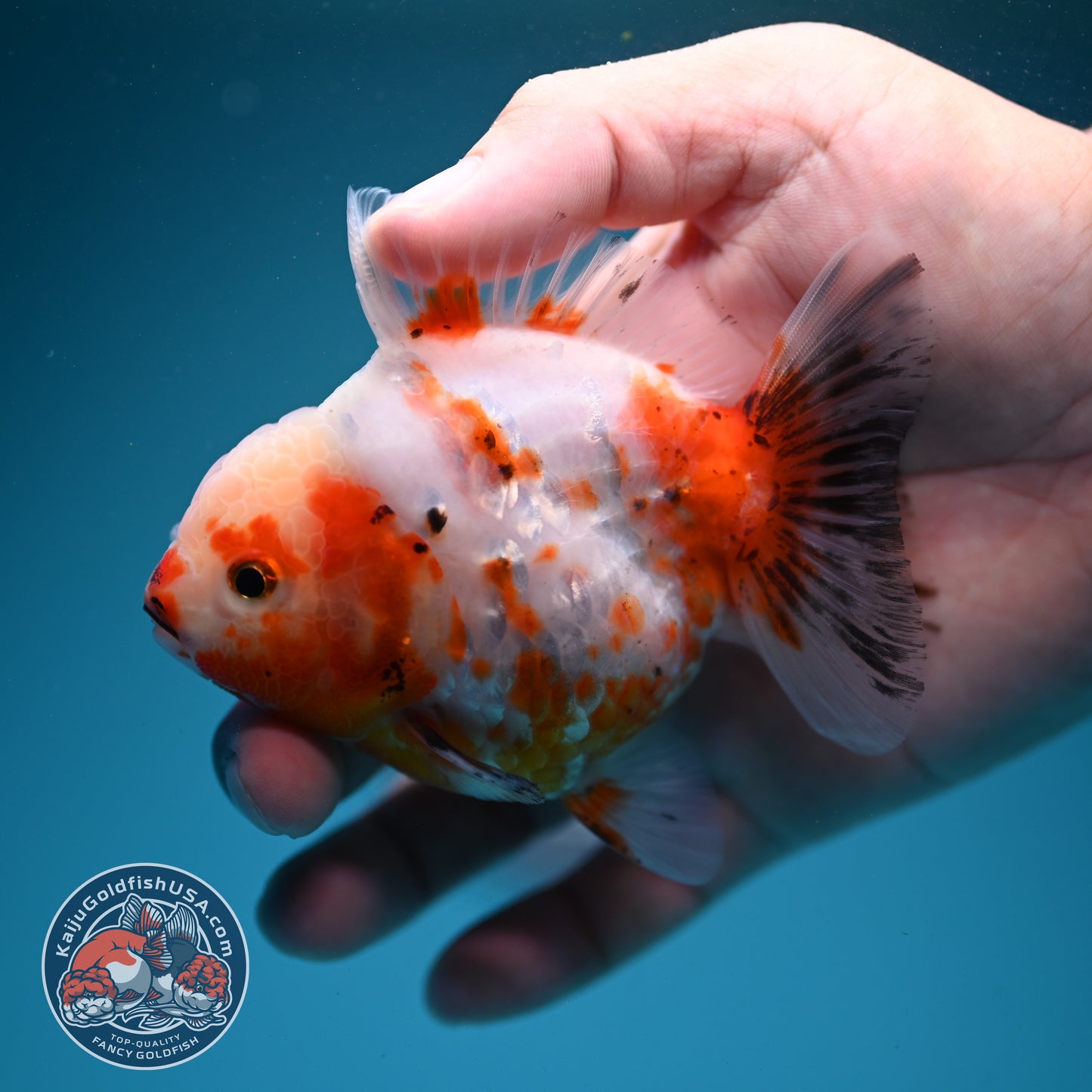 Sakura Oranda 3.2 inch Body (260731_OR04)