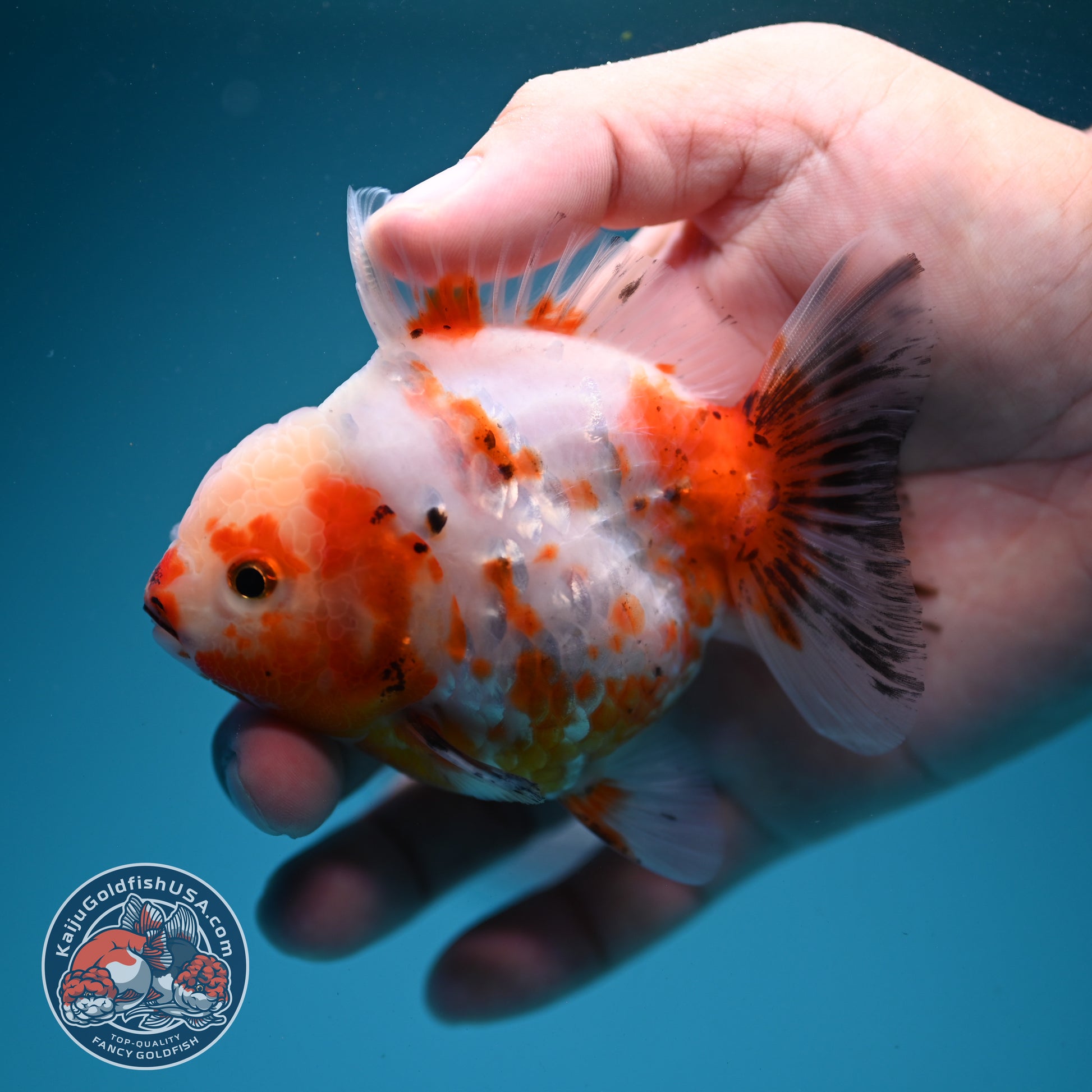 Sakura Oranda 3.2 inch Body (260731_OR04)