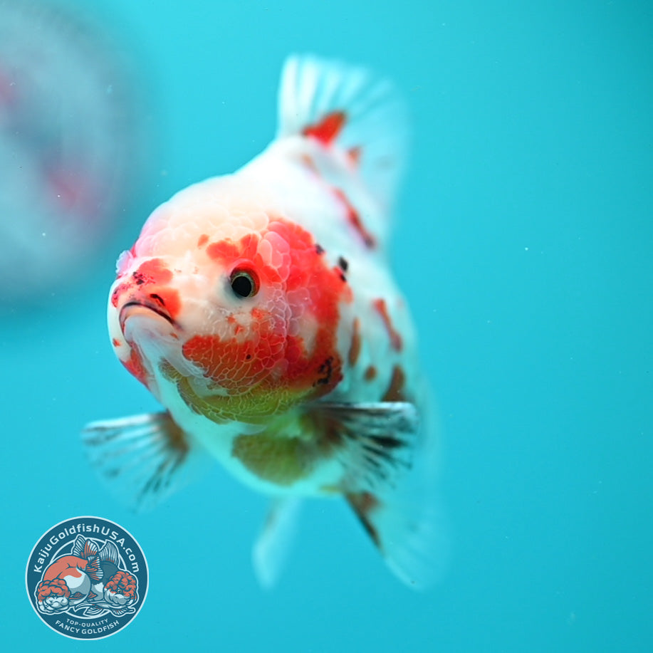 Sakura Oranda 3.2 inch Body (260731_OR04)