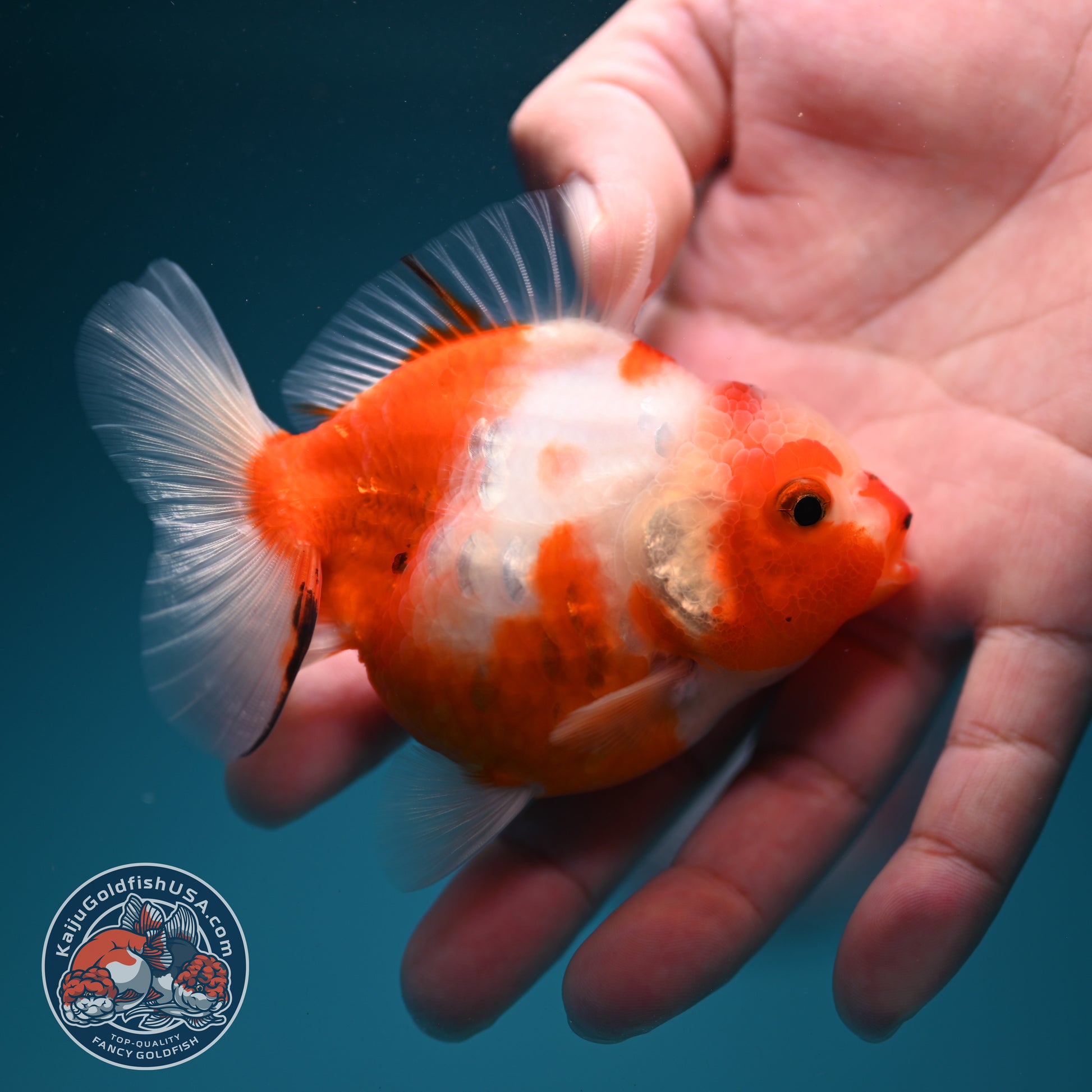 Sakura Oranda 3.2 inch Body (260731_OR08)
