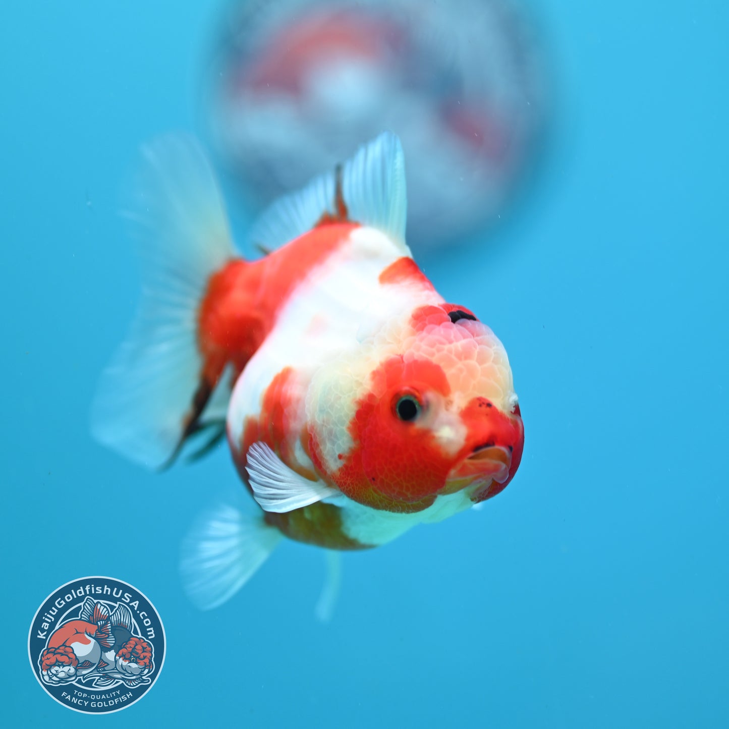 Sakura Oranda 3.2 inch Body (260731_OR08)