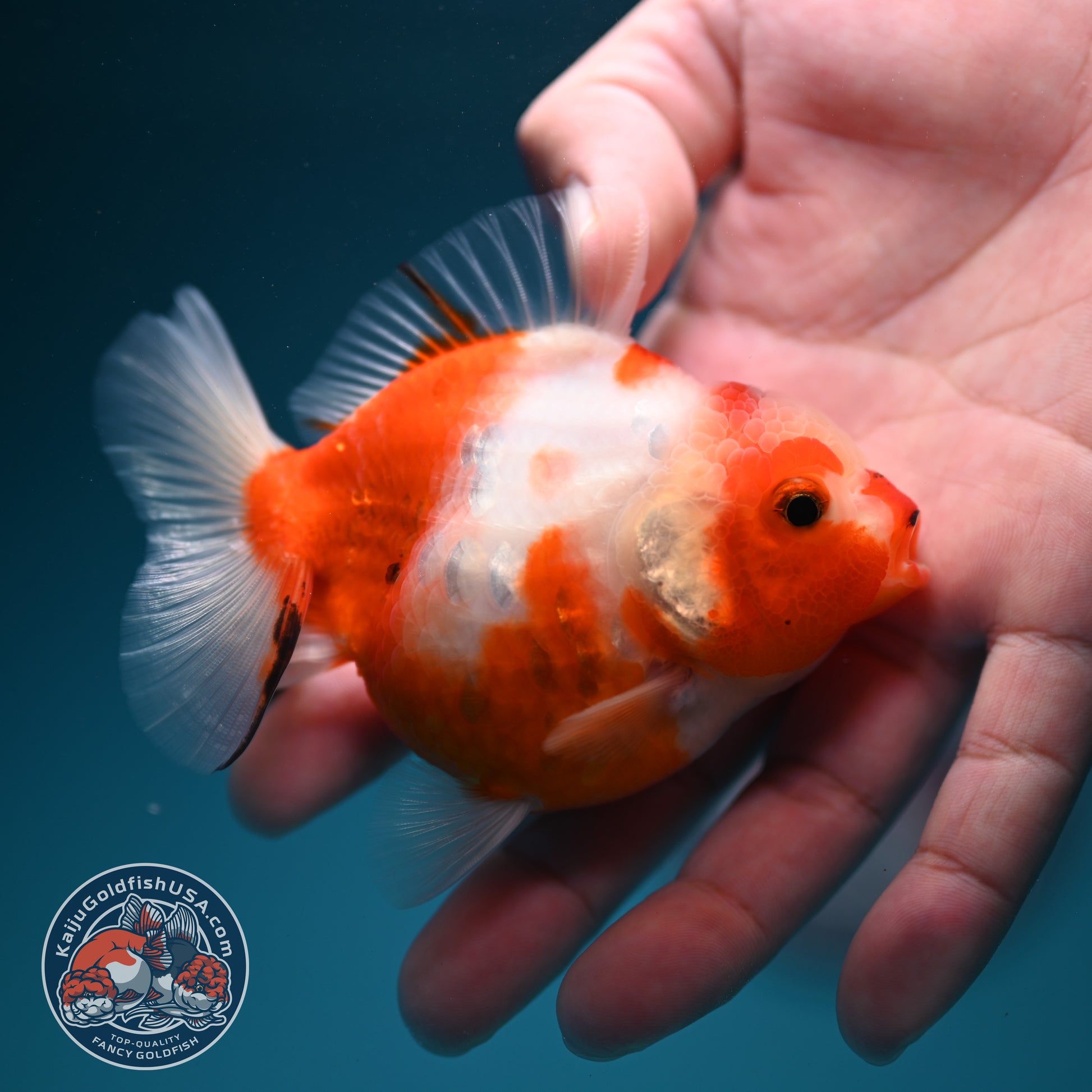Sakura Oranda 3.2 inch Body (260731_OR08)