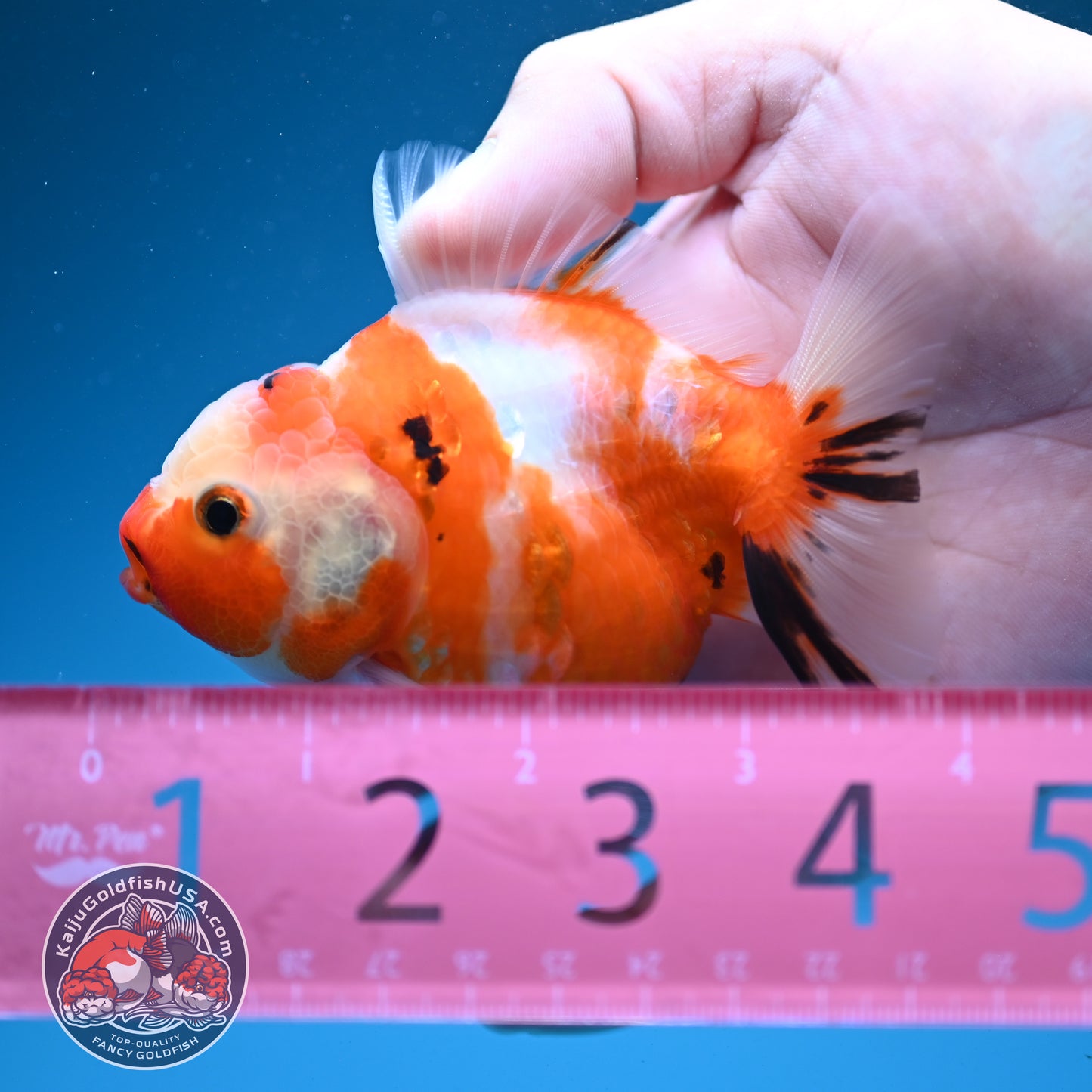 Sakura Oranda 3.2 inch Body (260731_OR08)