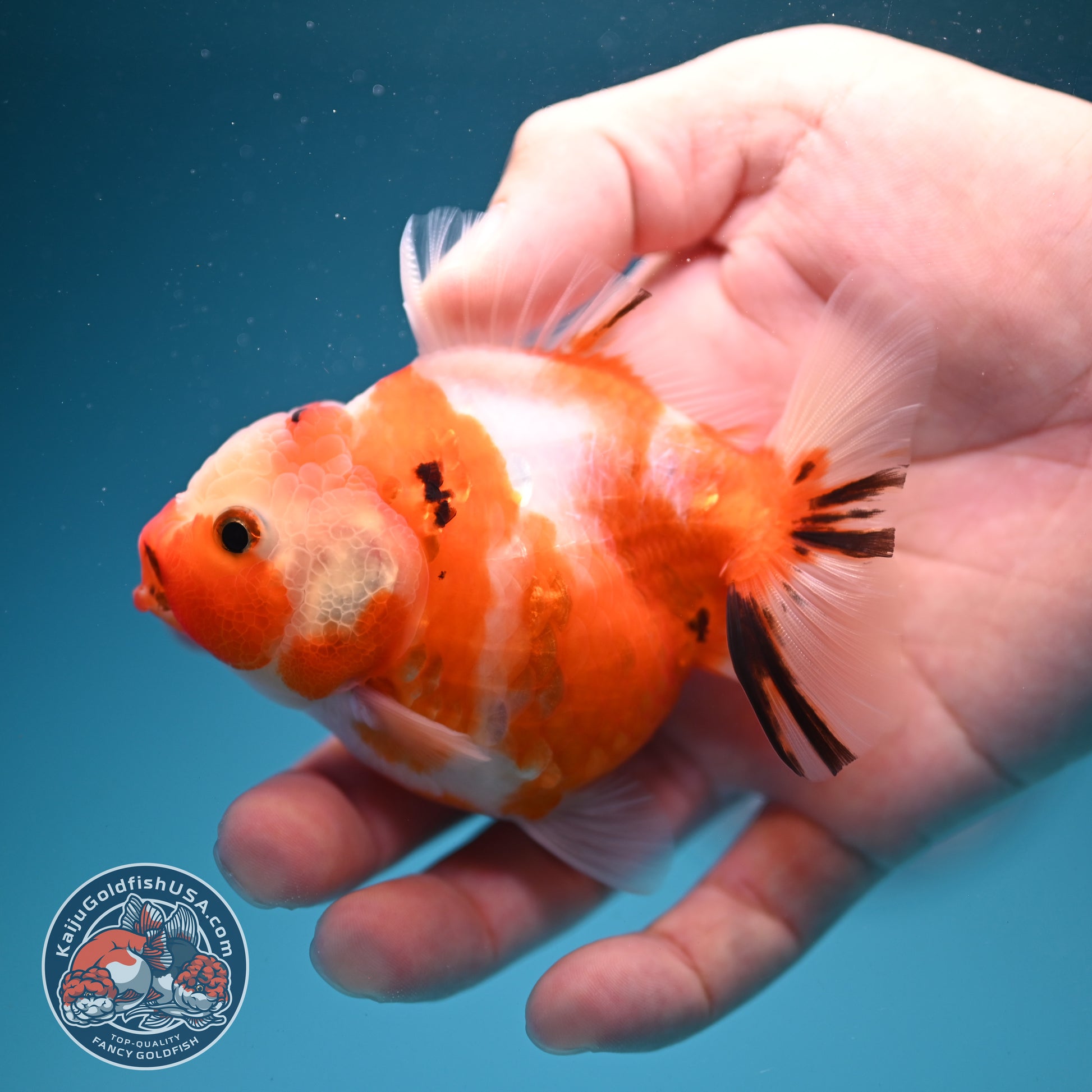 Sakura Oranda 3.2 inch Body (260731_OR08)
