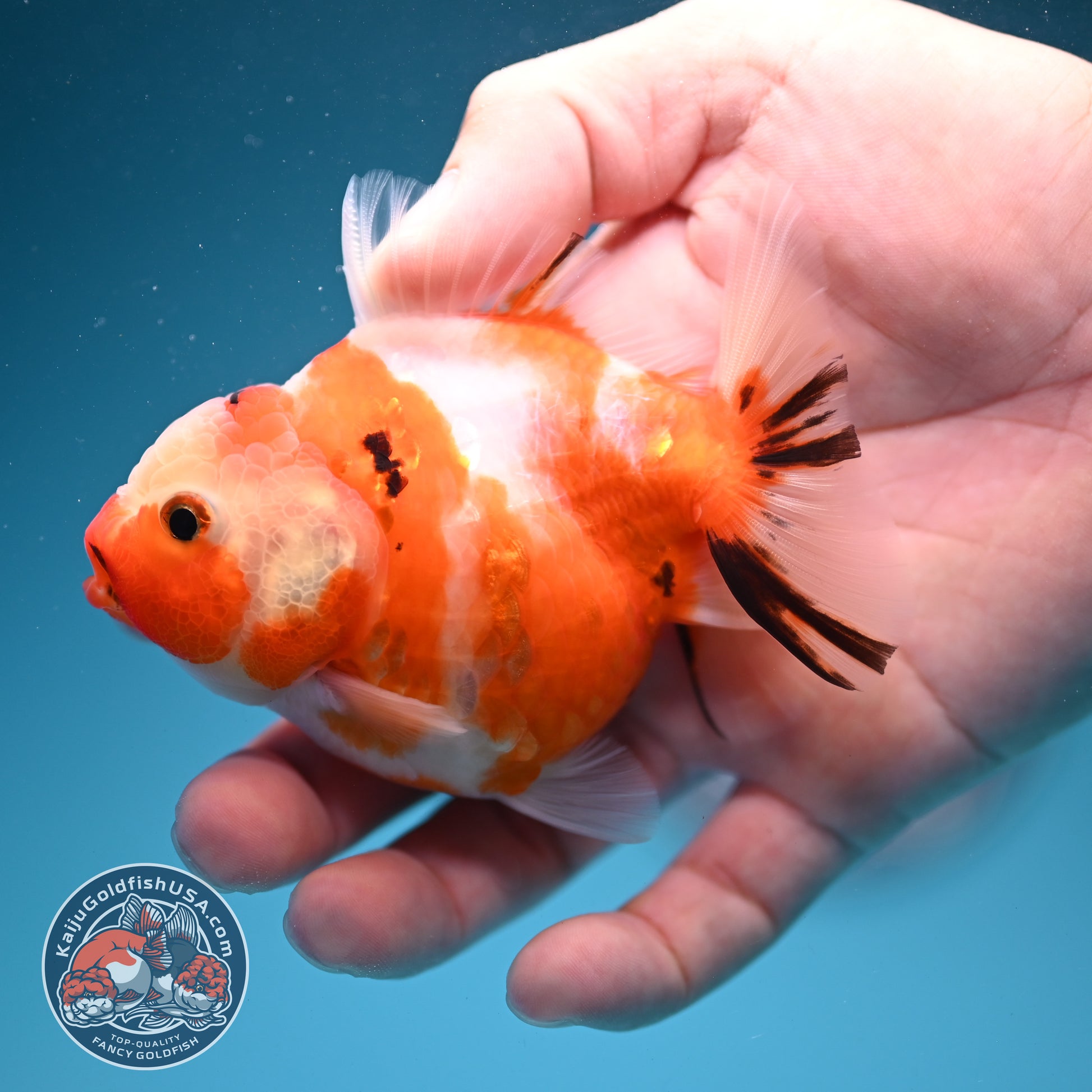 Sakura Oranda 3.2 inch Body (260731_OR08)