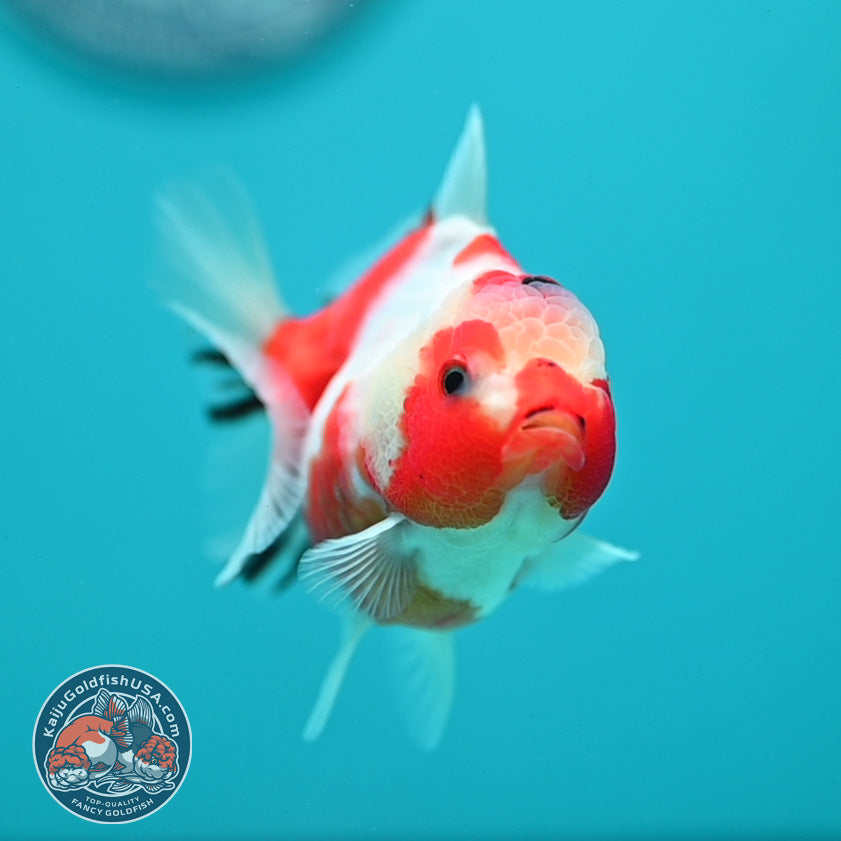 Sakura Oranda 3.2 inch Body (260731_OR08)