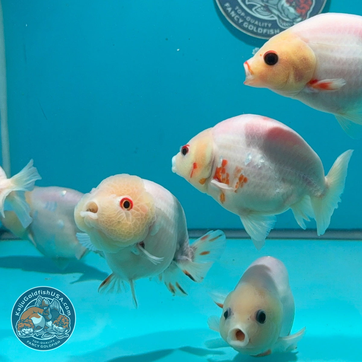 Sakura Oranda 3.5 -4 inch Body (261016_OR13) | We pick, you save!