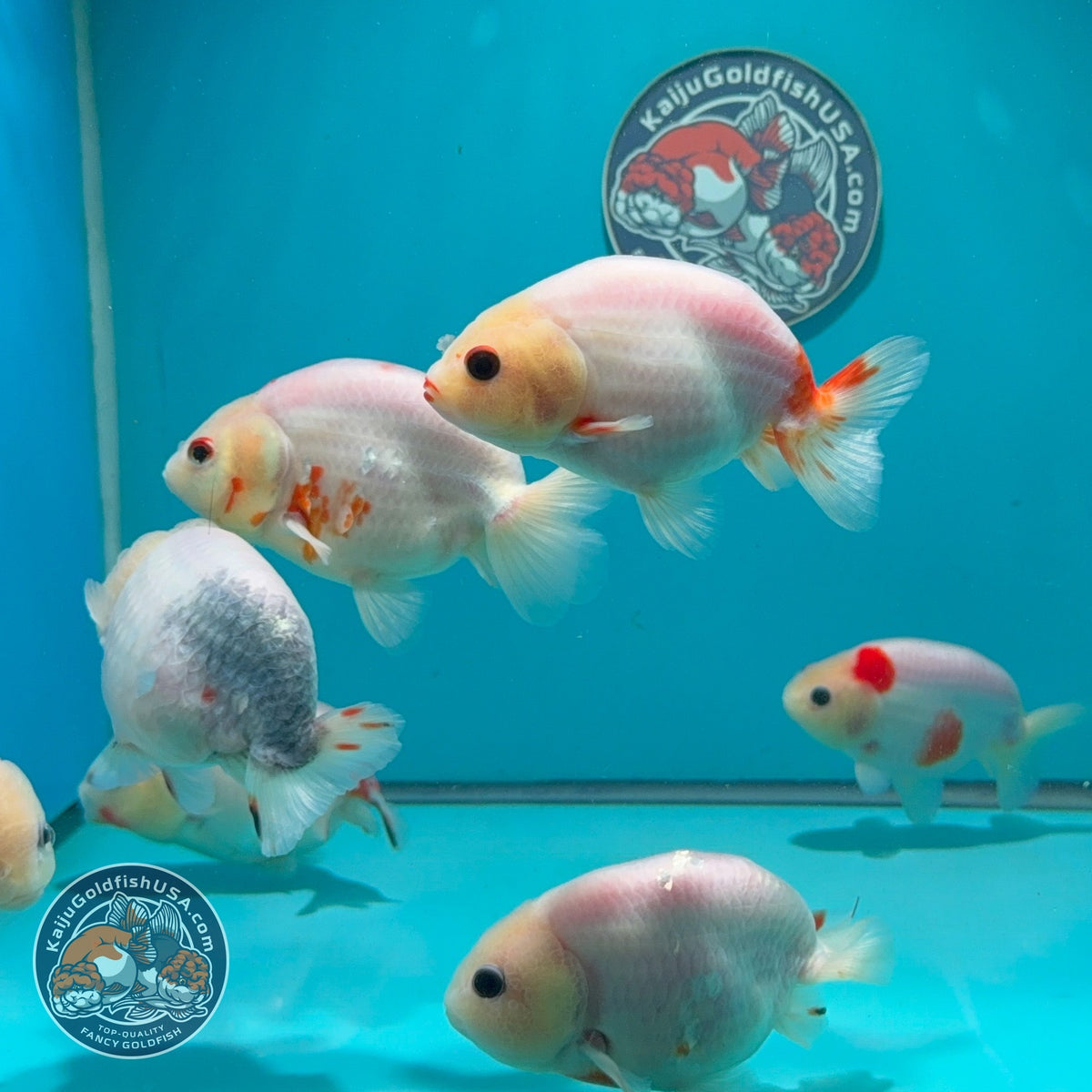 Sakura Oranda 3.5 -4 inch Body (261016_OR13) | We pick, you save!