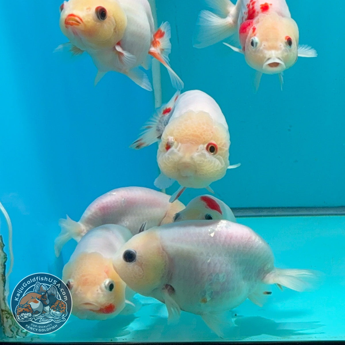 Sakura Oranda 3.5 -4 inch Body (261016_OR13) | We pick, you save!