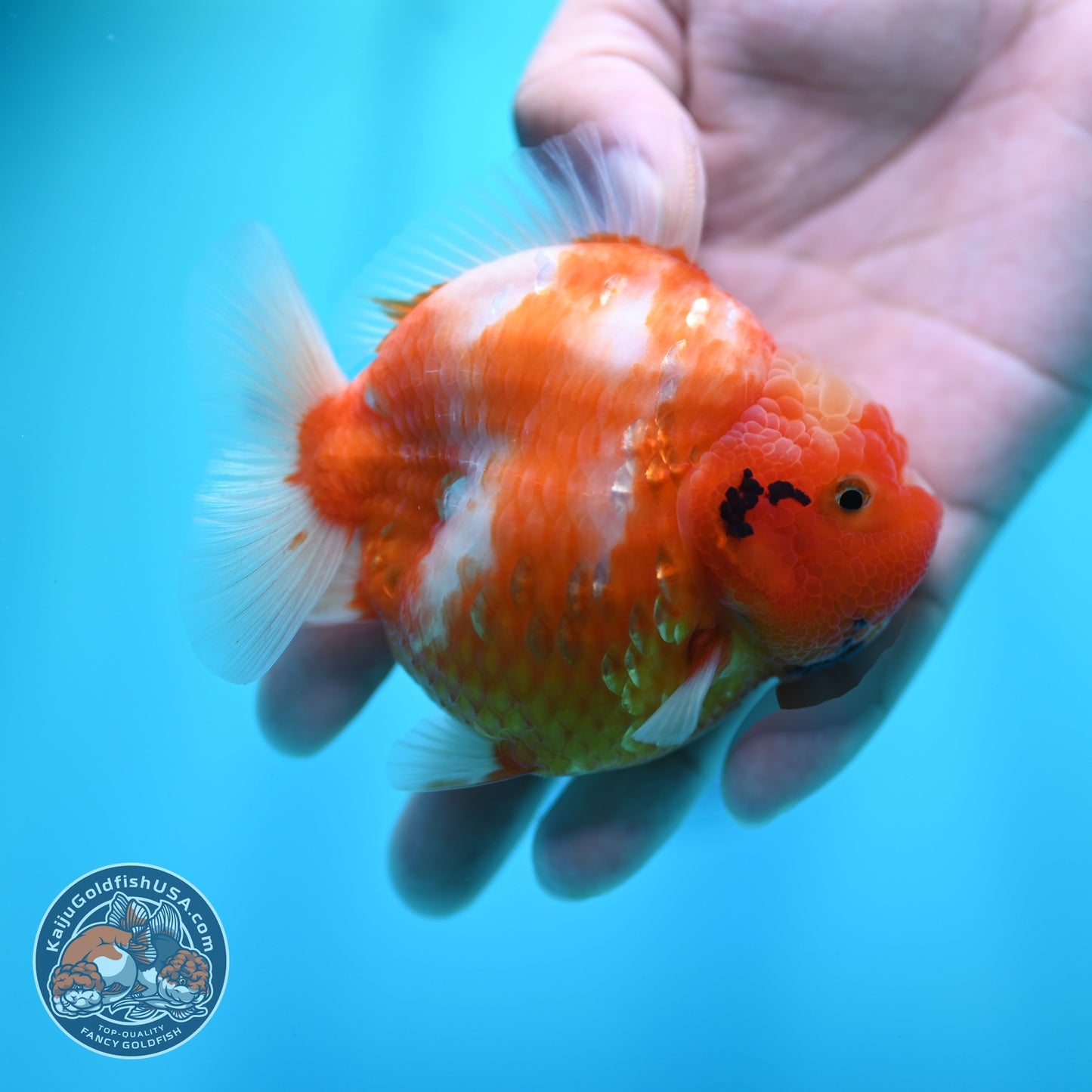 Sakura Oranda 3.5 inch Body (260605_OR06)