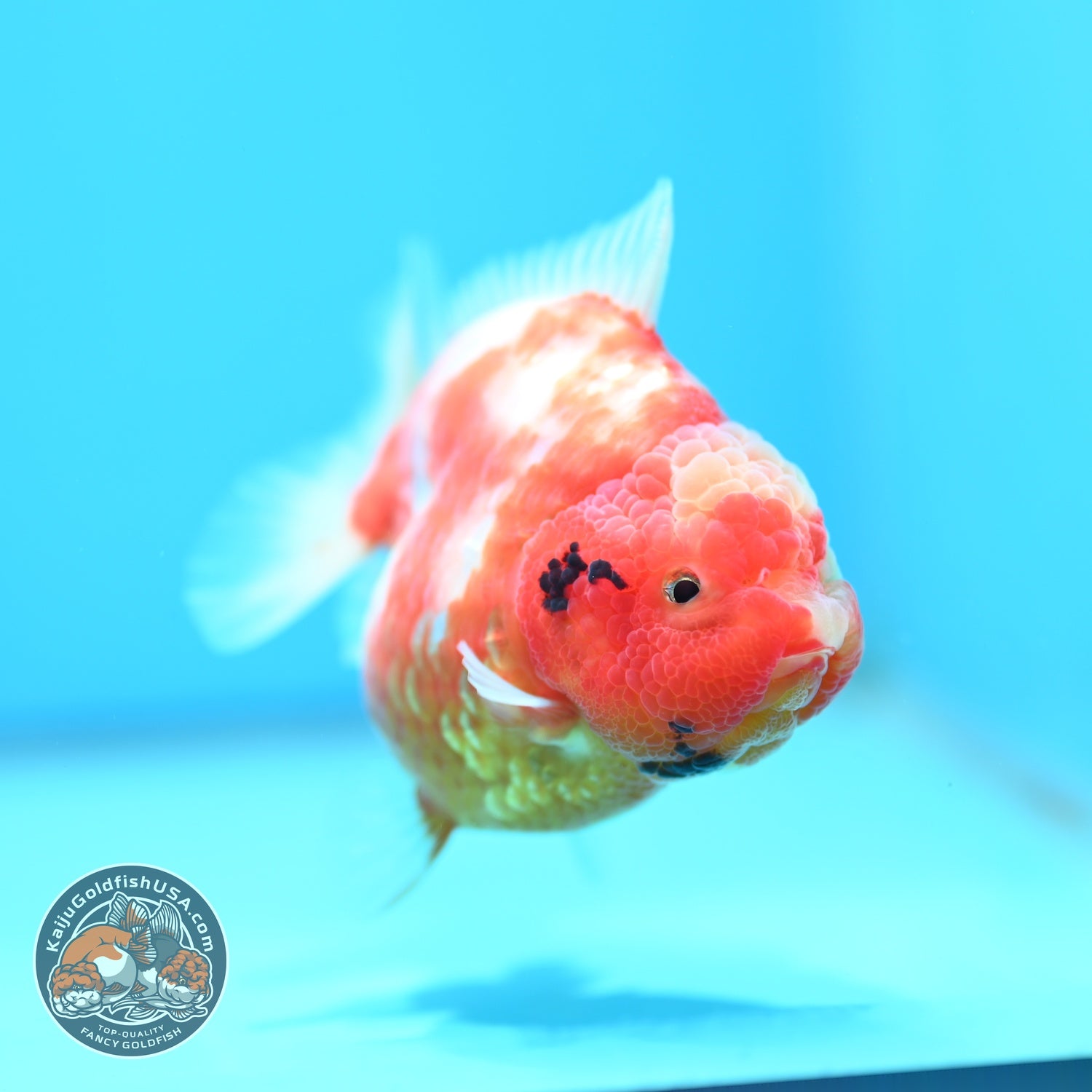 Sakura Oranda 3.5 inch Body (260605_OR06)