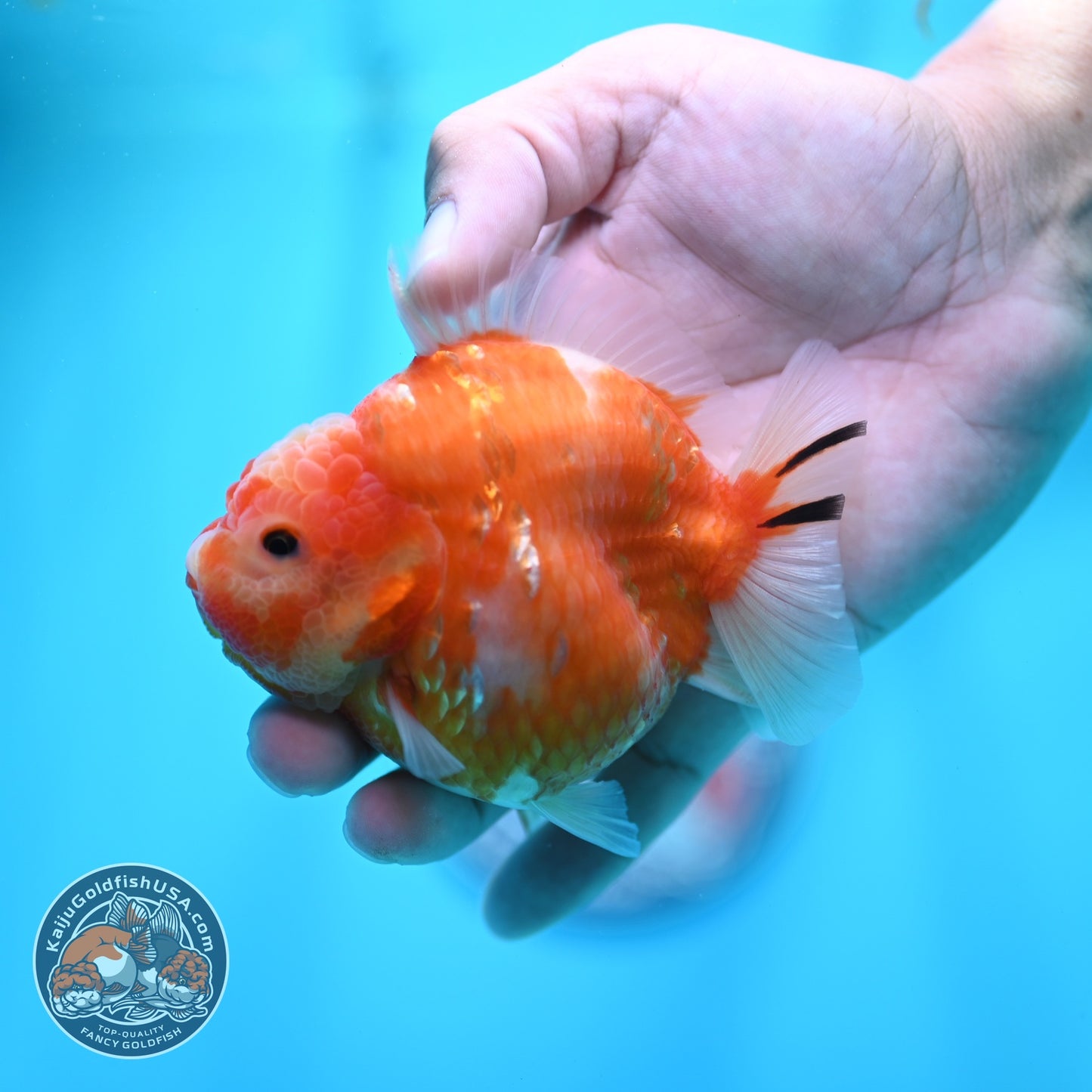 Sakura Oranda 3.5 inch Body (260605_OR06)
