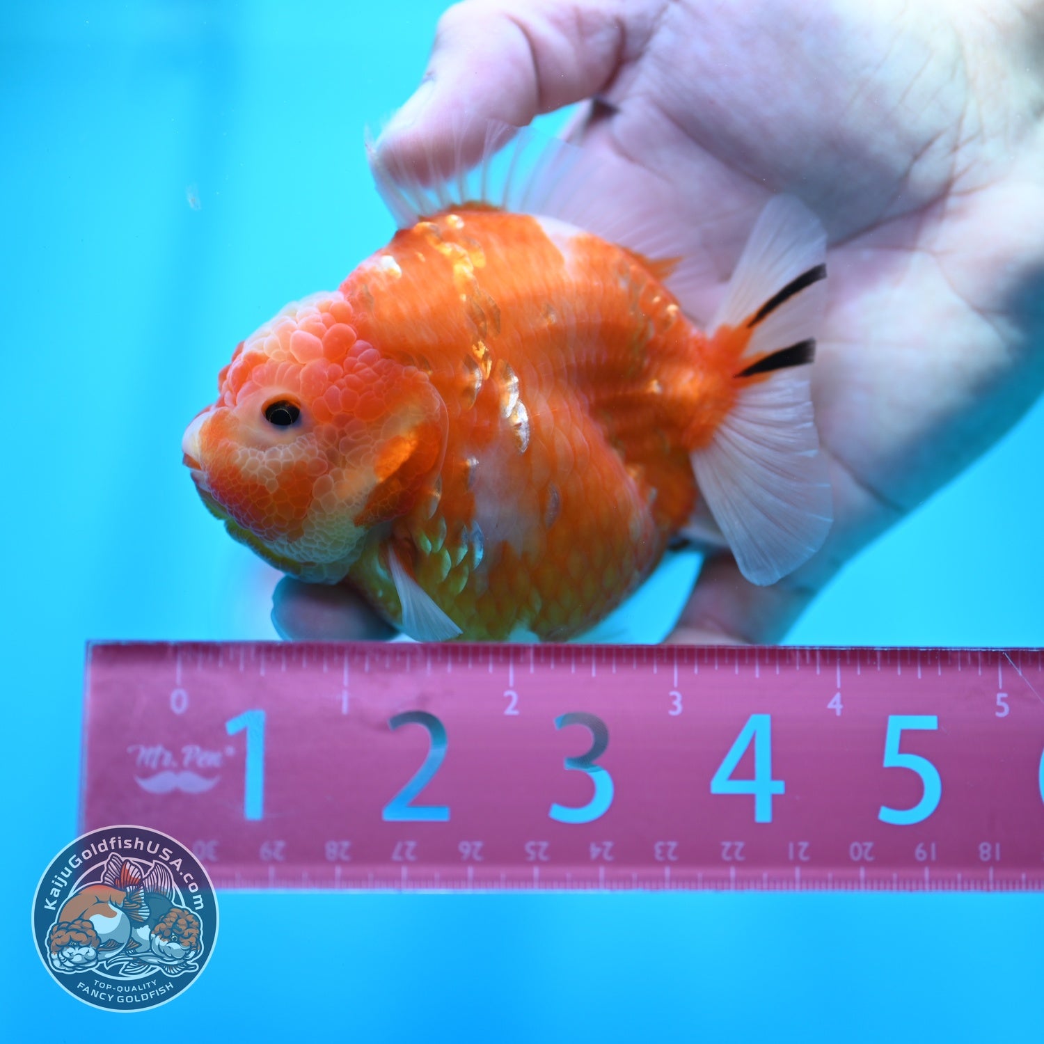 Sakura Oranda 3.5 inch Body (260605_OR06)