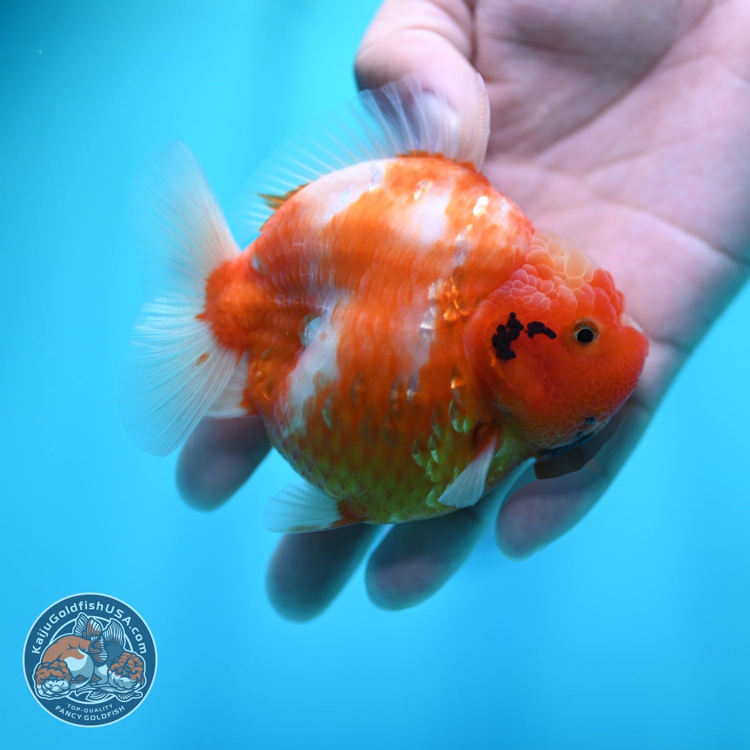 Sakura Oranda 3.5 inch Body (260605_OR06)