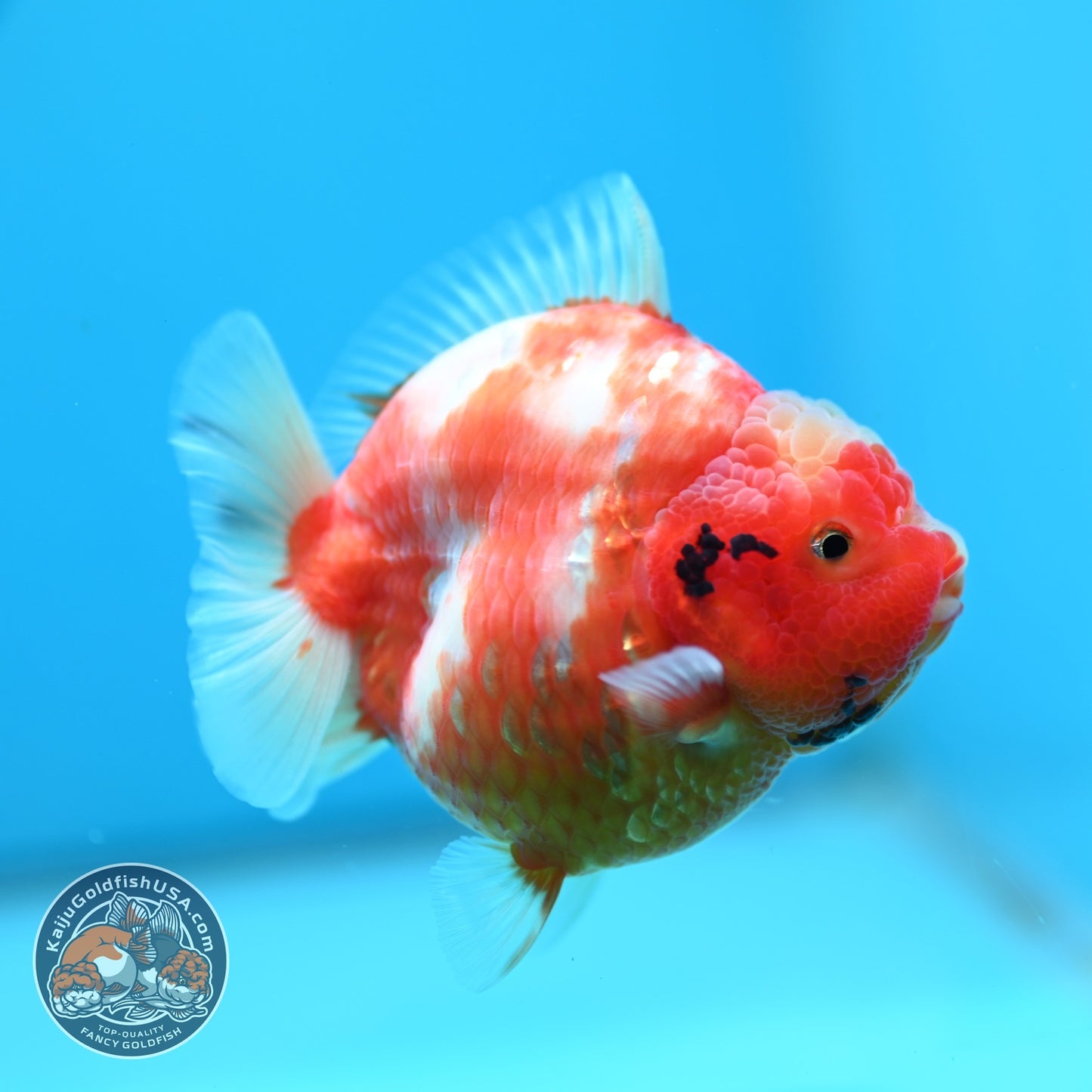 Sakura Oranda 3.5 inch Body (260605_OR06)