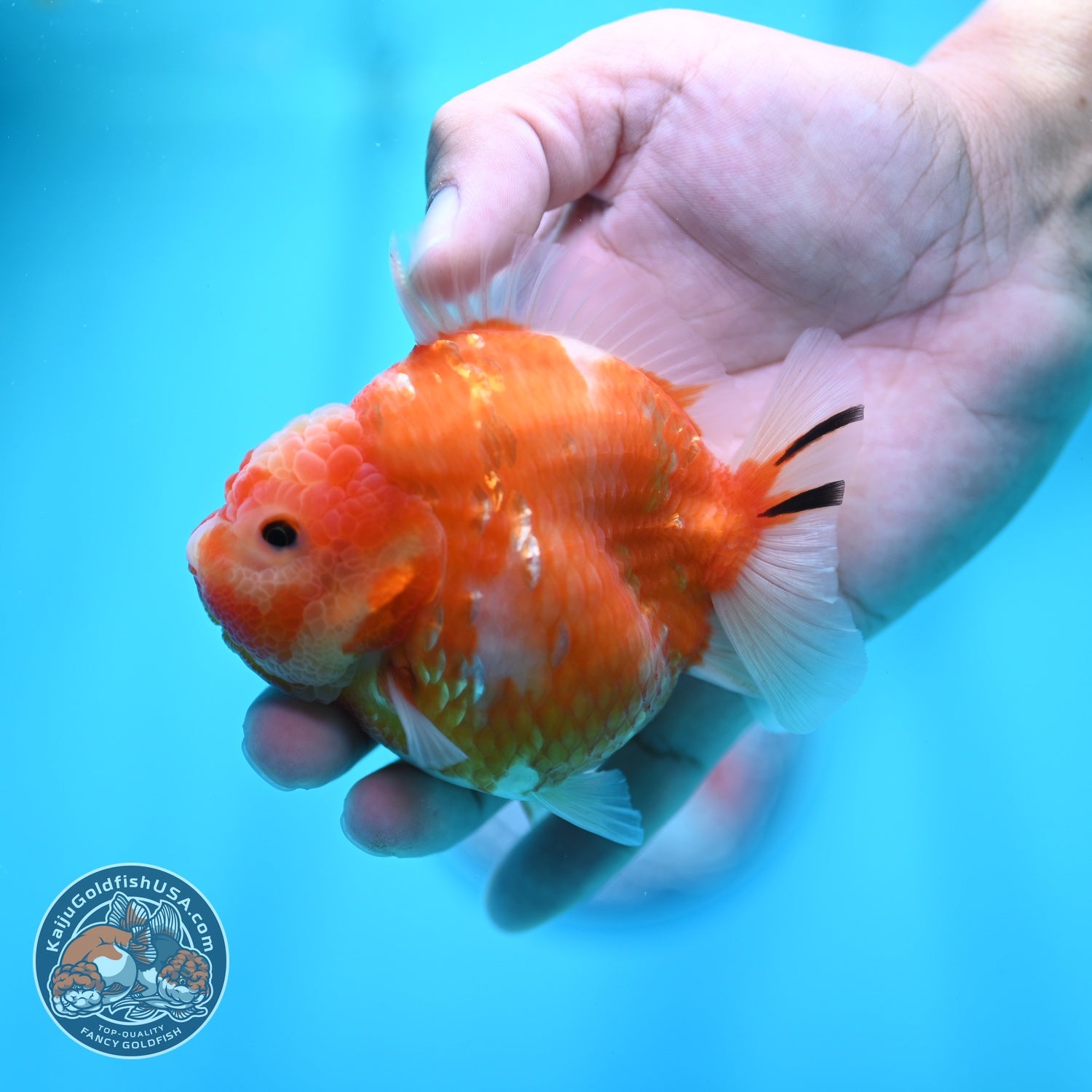 Sakura Oranda 3.5 inch Body (260605_OR06)
