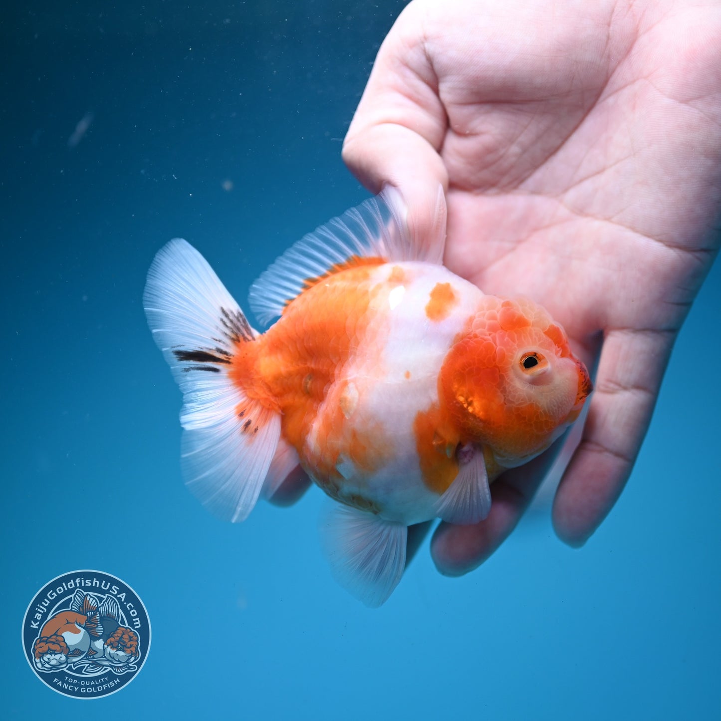 Sakura Oranda 3.5 inch Body (260626_OR10)