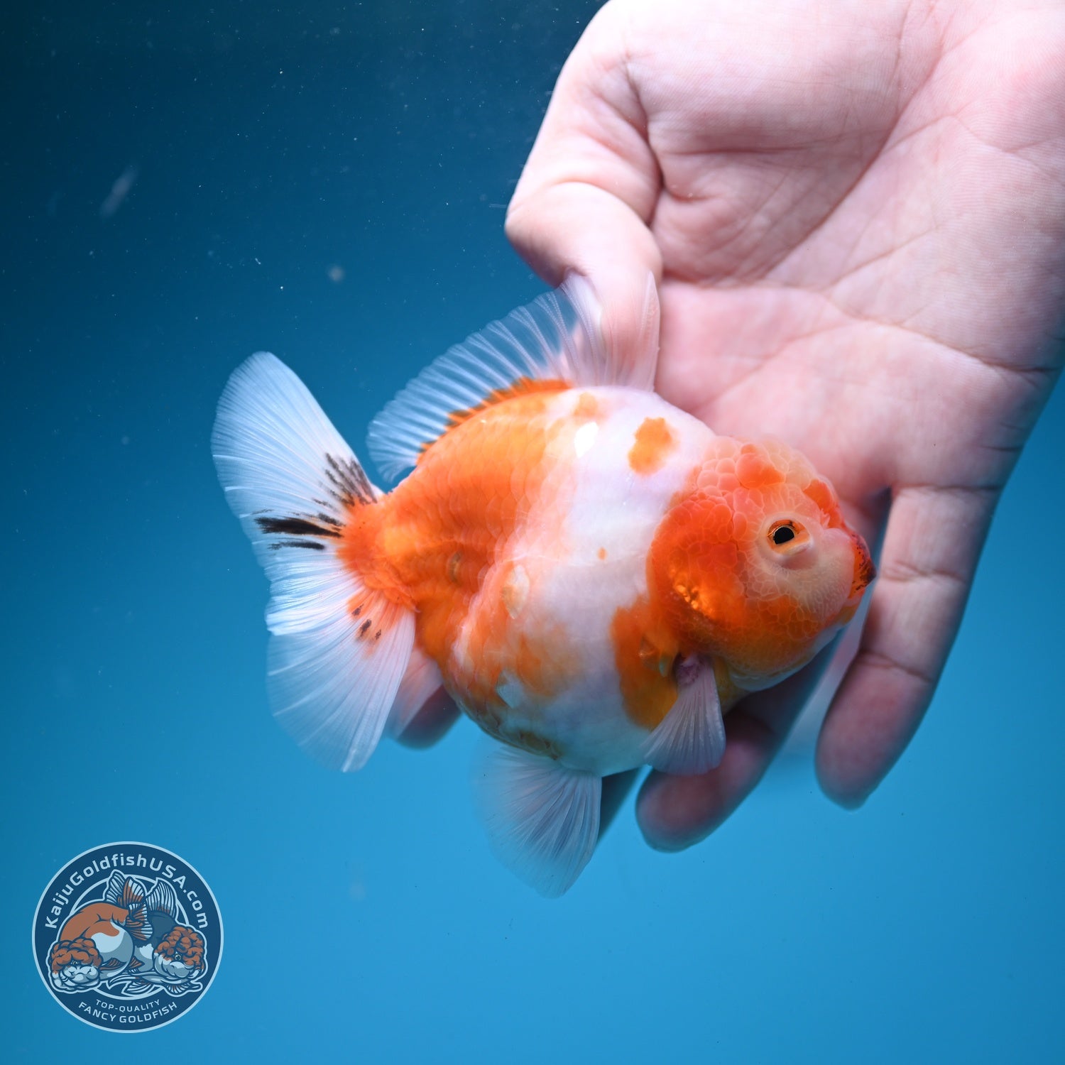 Sakura Oranda 3.5 inch Body (260626_OR10)