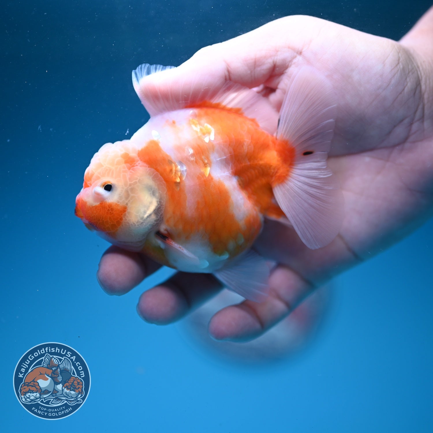 Sakura Oranda 3.5 inch Body (260626_OR10)