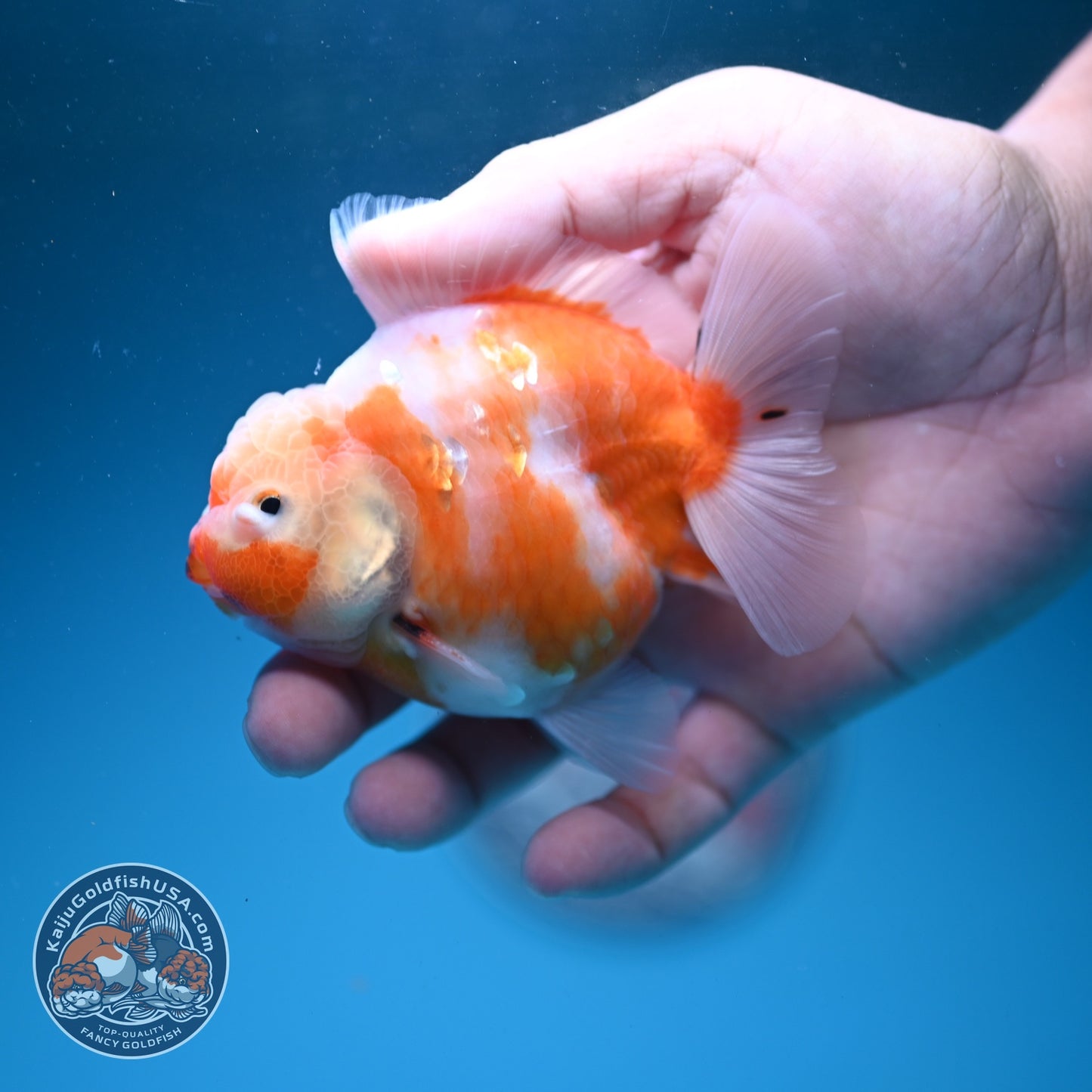 Sakura Oranda 3.5 inch Body (260626_OR10)