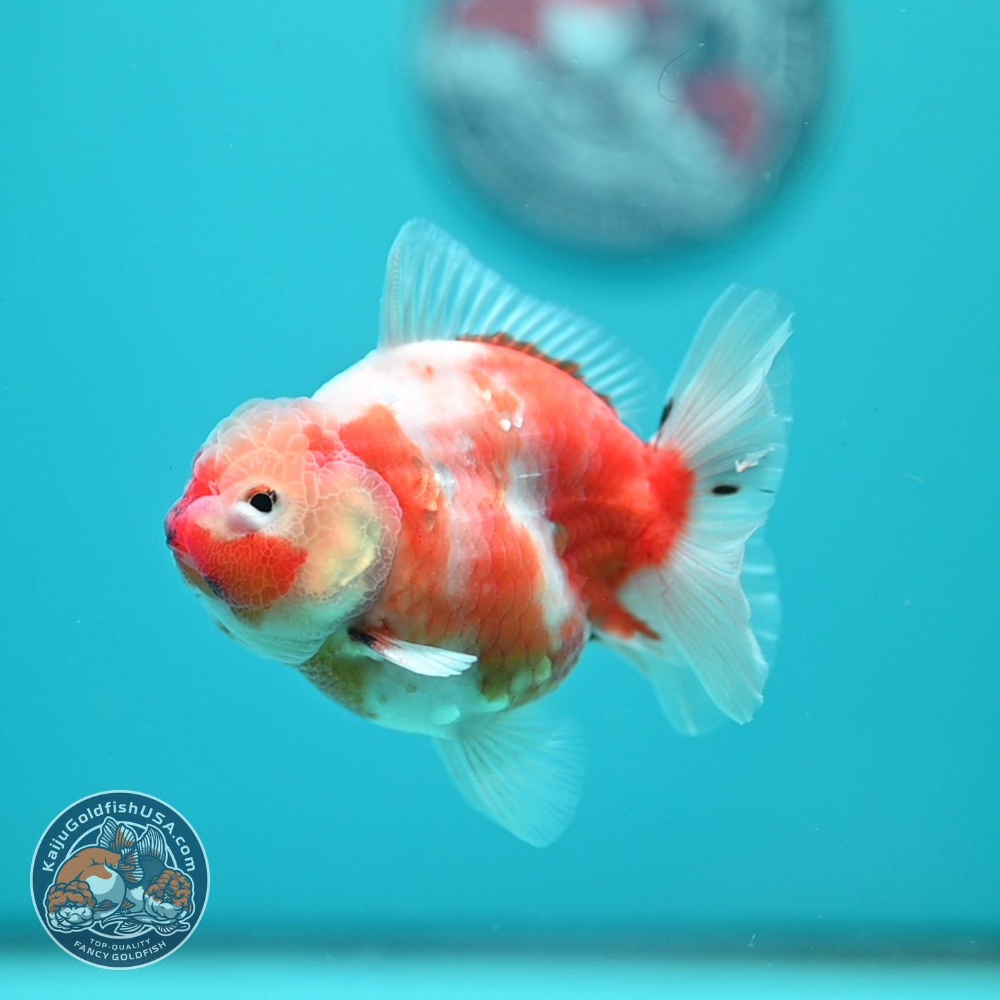 Sakura Oranda 3.5 inch Body (260626_OR10)
