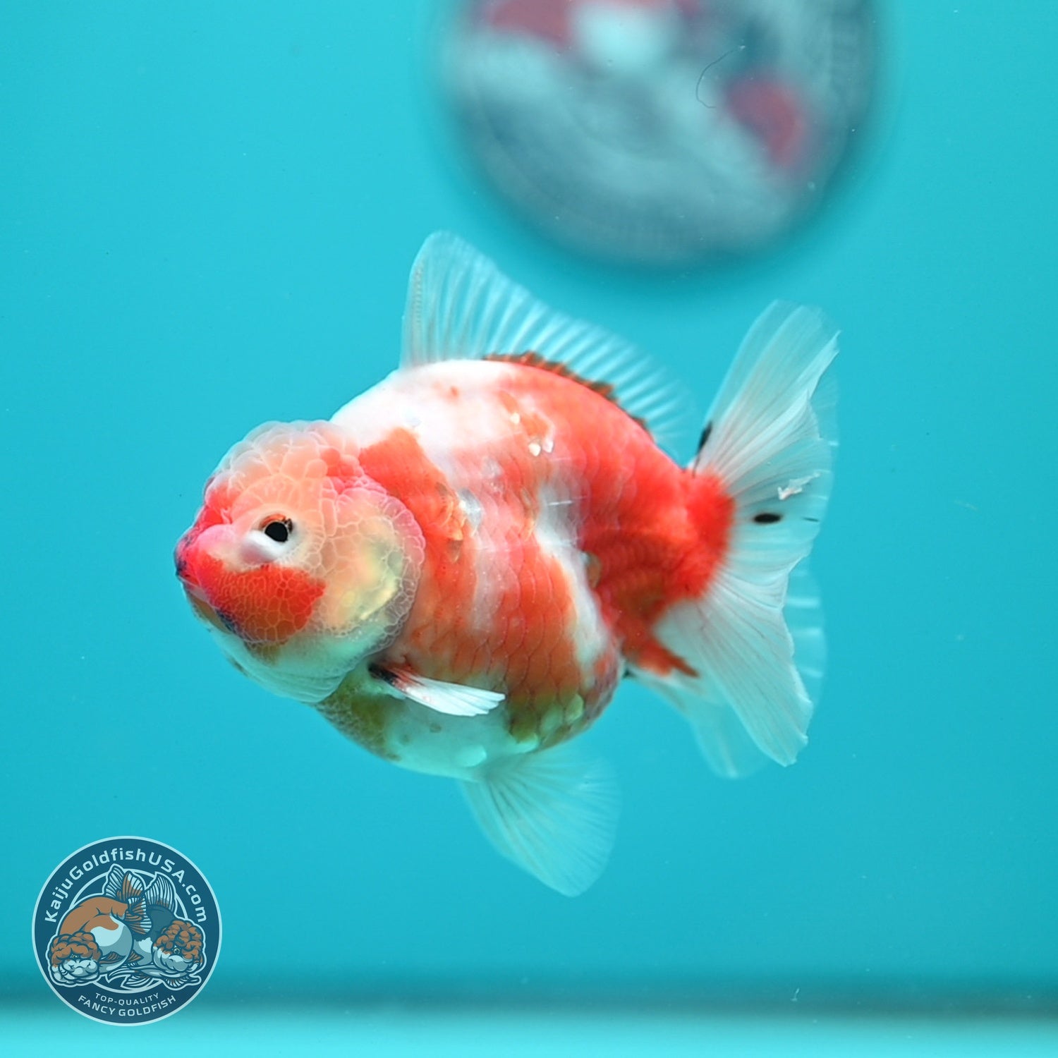 Sakura Oranda 3.5 inch Body (260626_OR10)