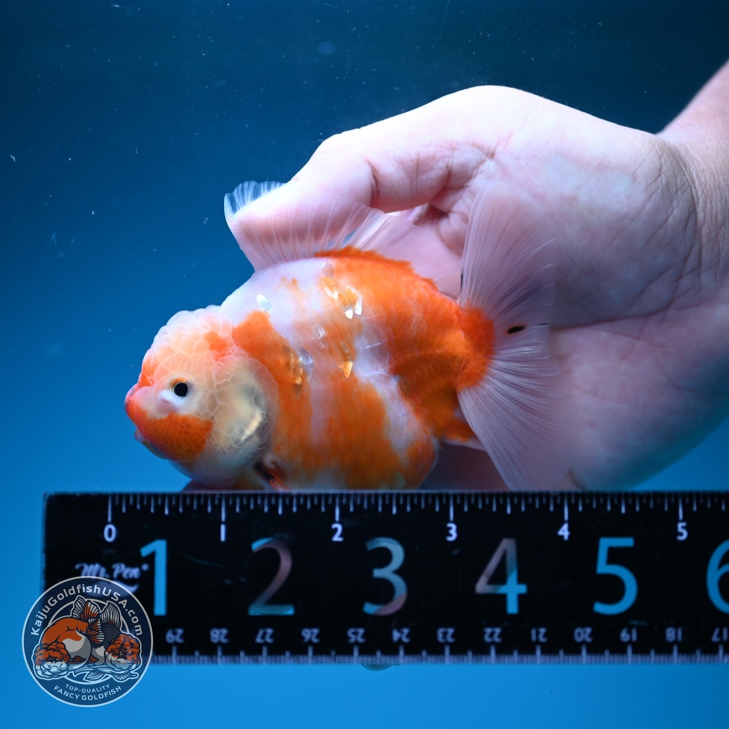 Sakura Oranda 3.5 inch Body (260626_OR10)