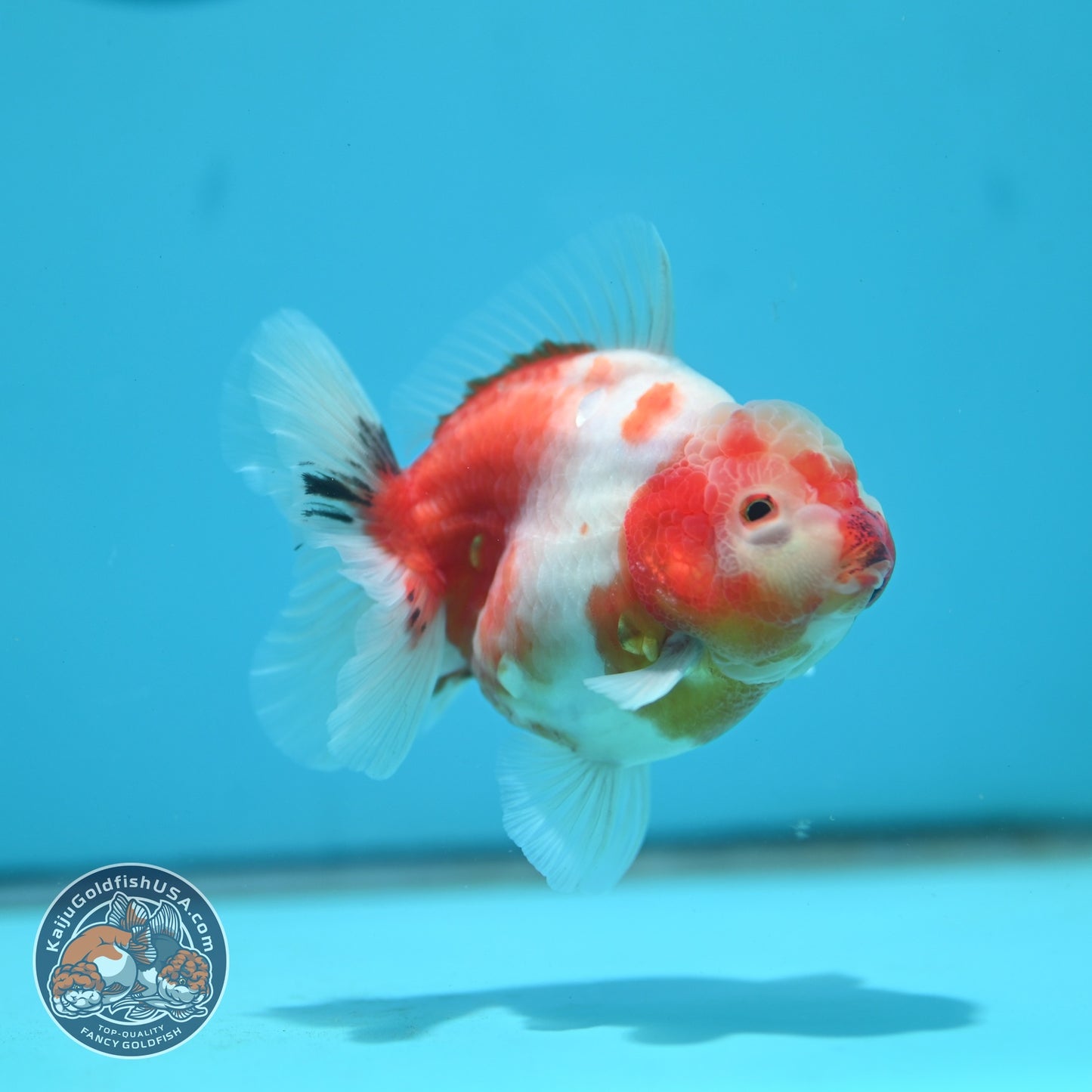 Sakura Oranda 3.5 inch Body (260626_OR10)