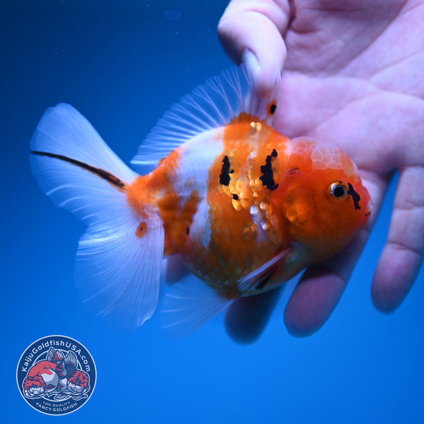 Sakura Oranda 3.5 inch Body (260731_OR06)