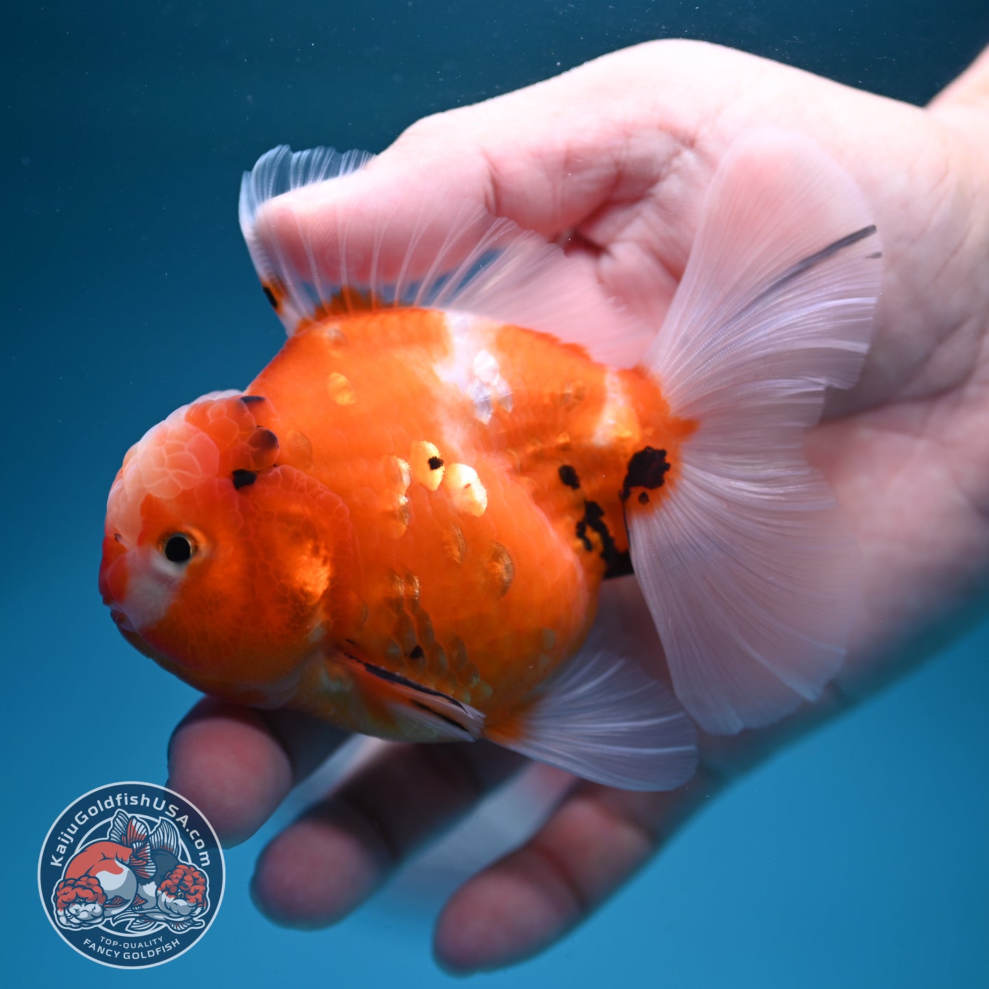 Sakura Oranda 3.5 inch Body (260731_OR06)