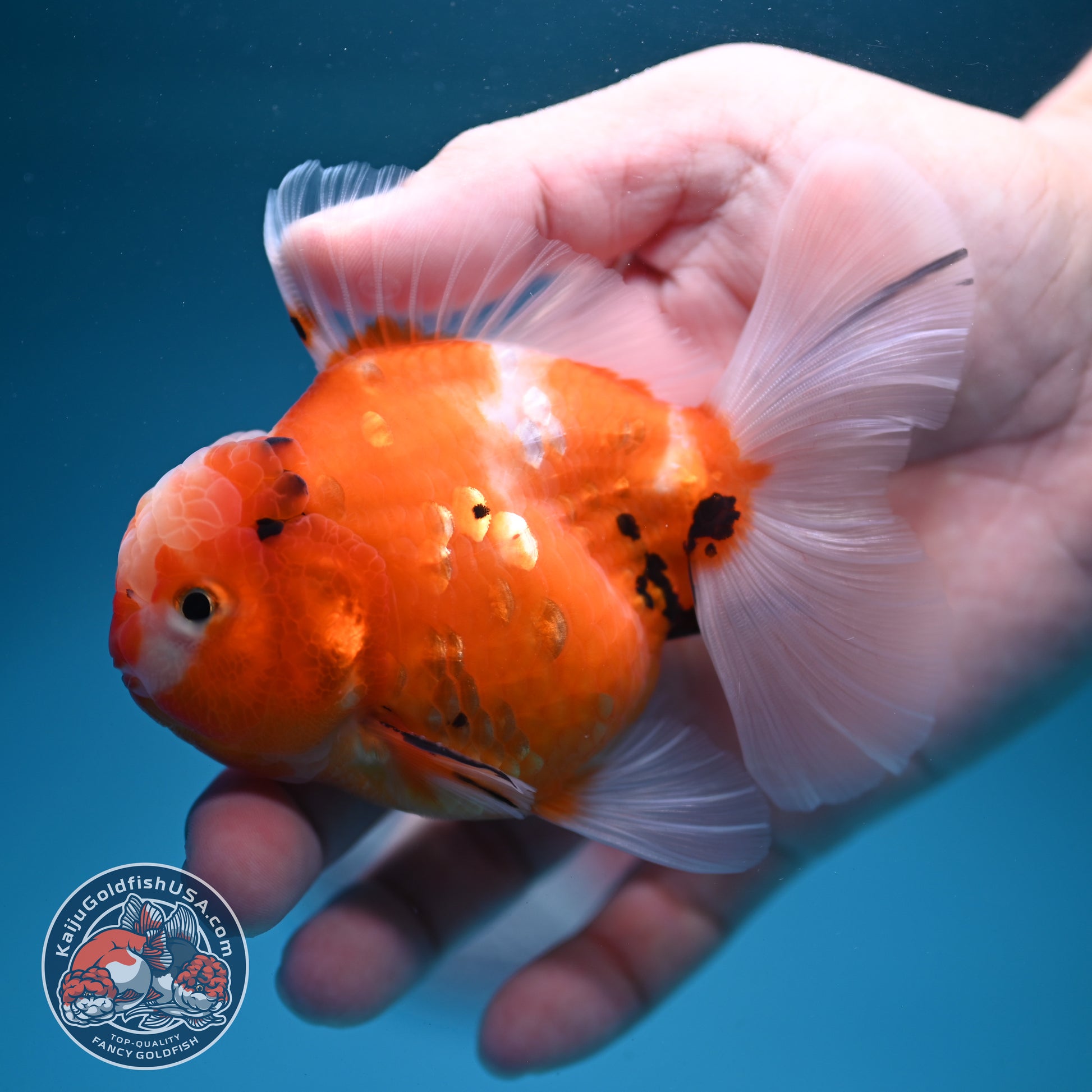 Sakura Oranda 3.5 inch Body (260731_OR06)