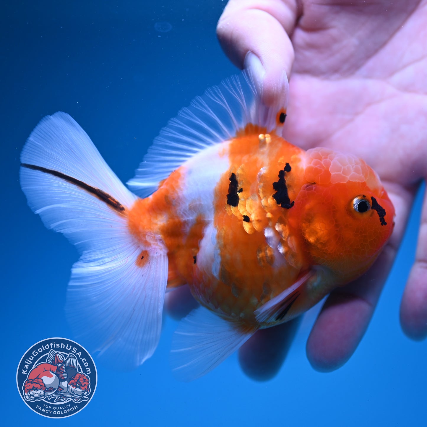Sakura Oranda 3.5 inch Body (260731_OR06)