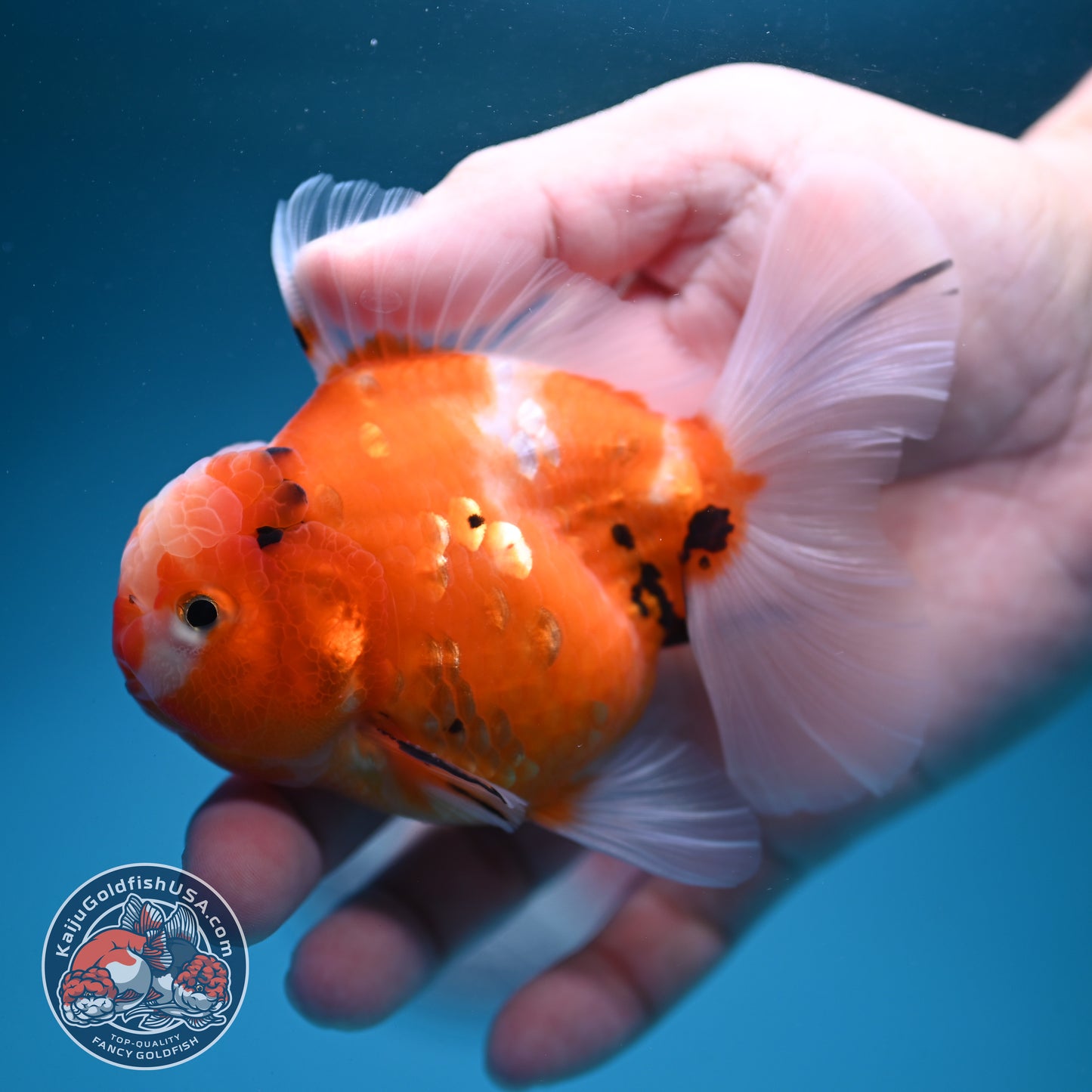 Sakura Oranda 3.5 inch Body (260731_OR06)