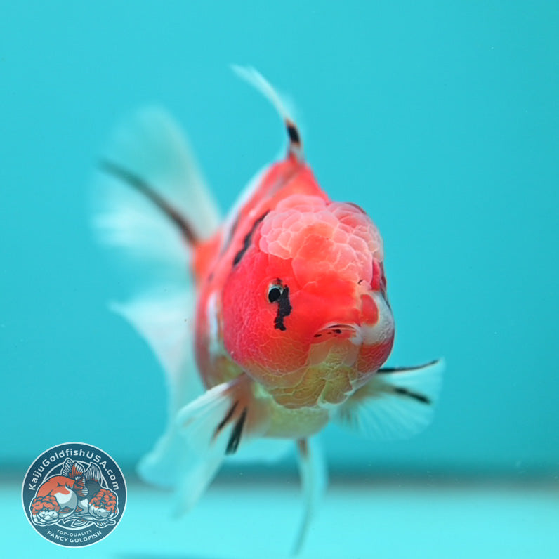 Sakura Oranda 3.5 inch Body (260731_OR06)