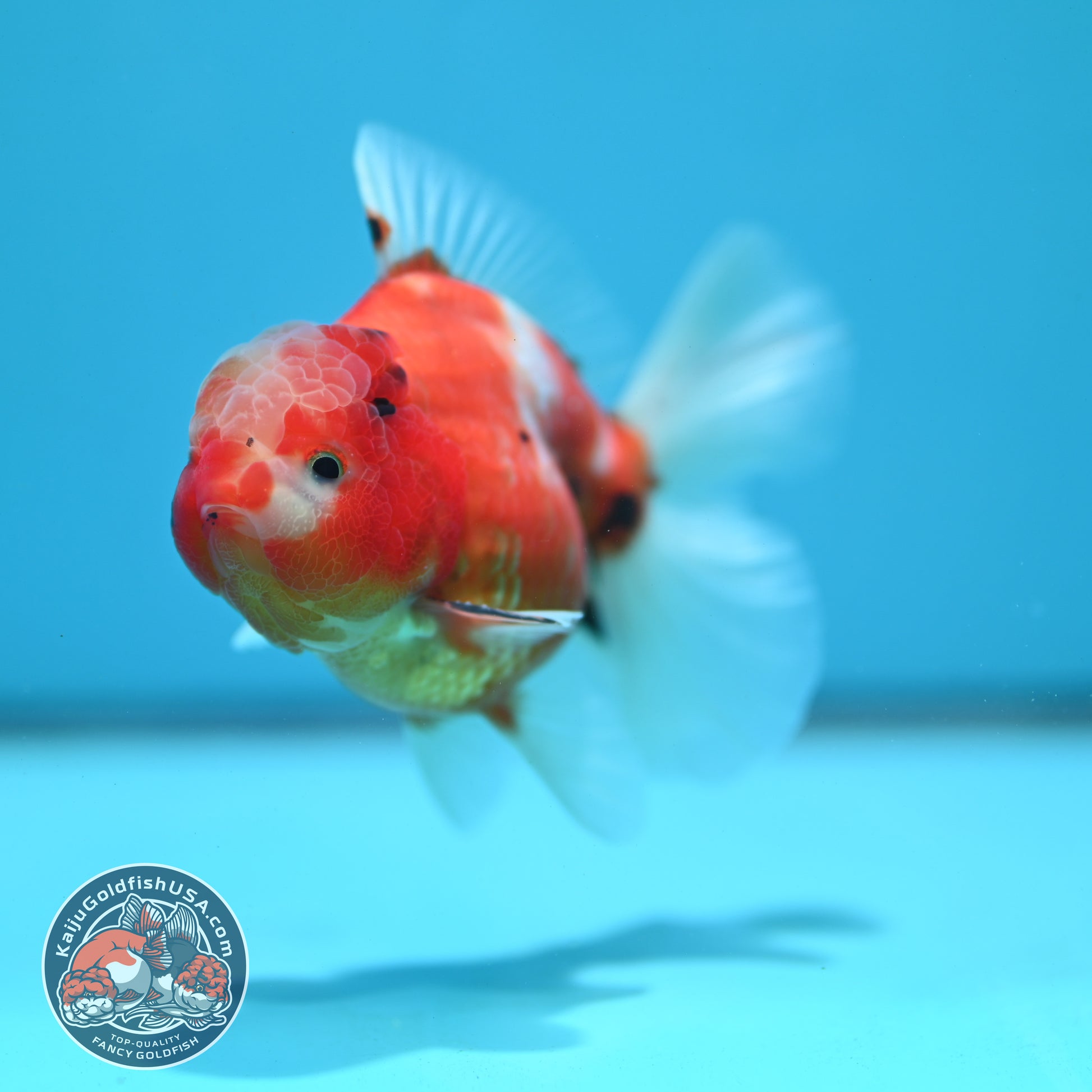 Sakura Oranda 3.5 inch Body (260731_OR06)