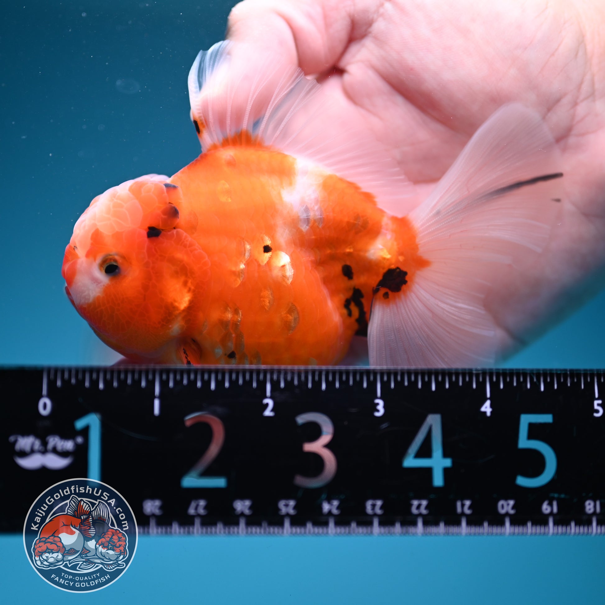 Sakura Oranda 3.5 inch Body (260731_OR06)