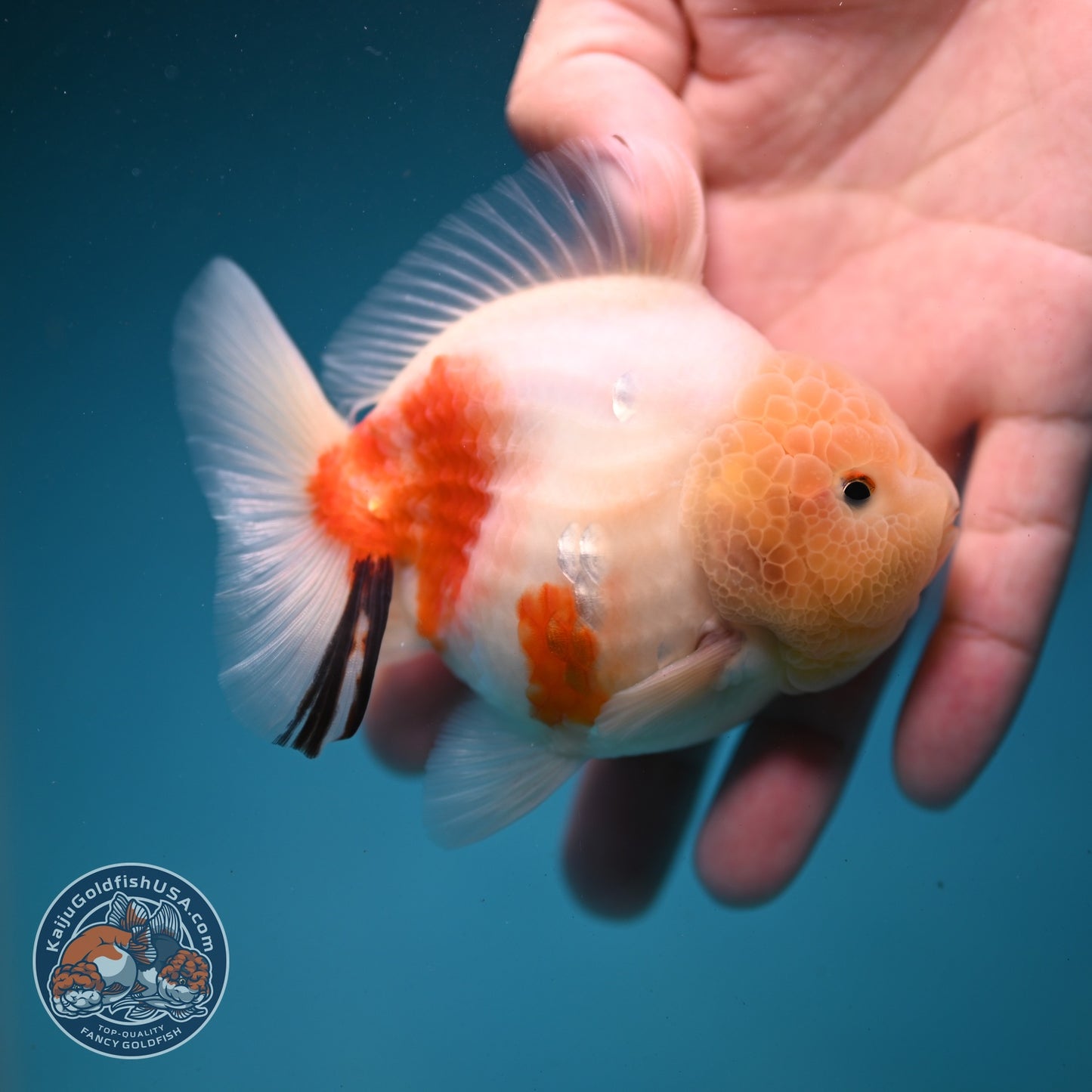 Sakura Oranda 3.5 inch Body (260821_OR20)